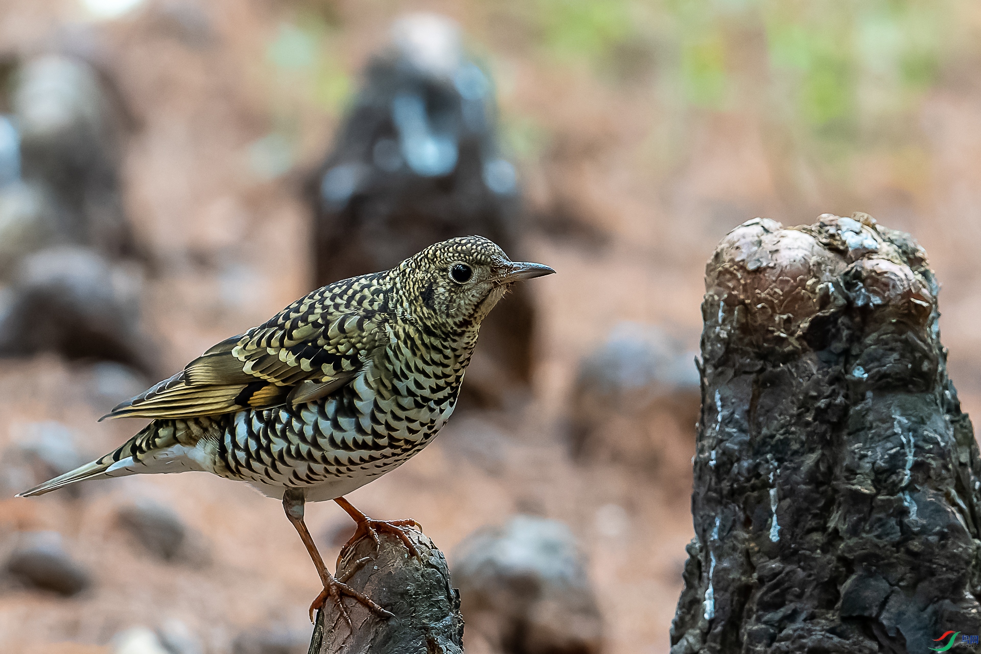 DSC05541-ARW_DxO_DeepPRIME.jpg