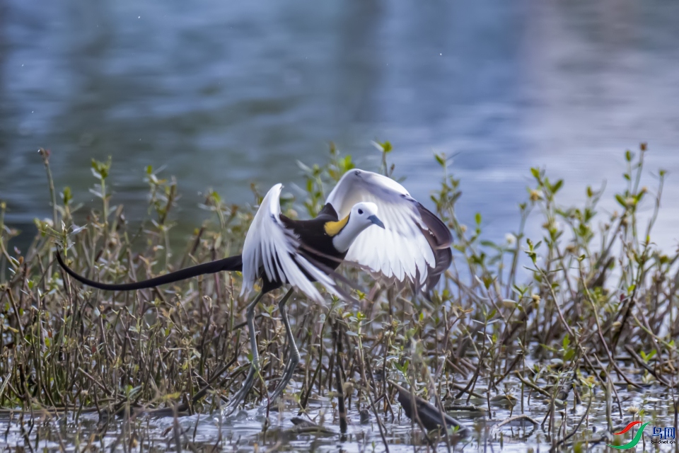 ��Ծ    ˮ��