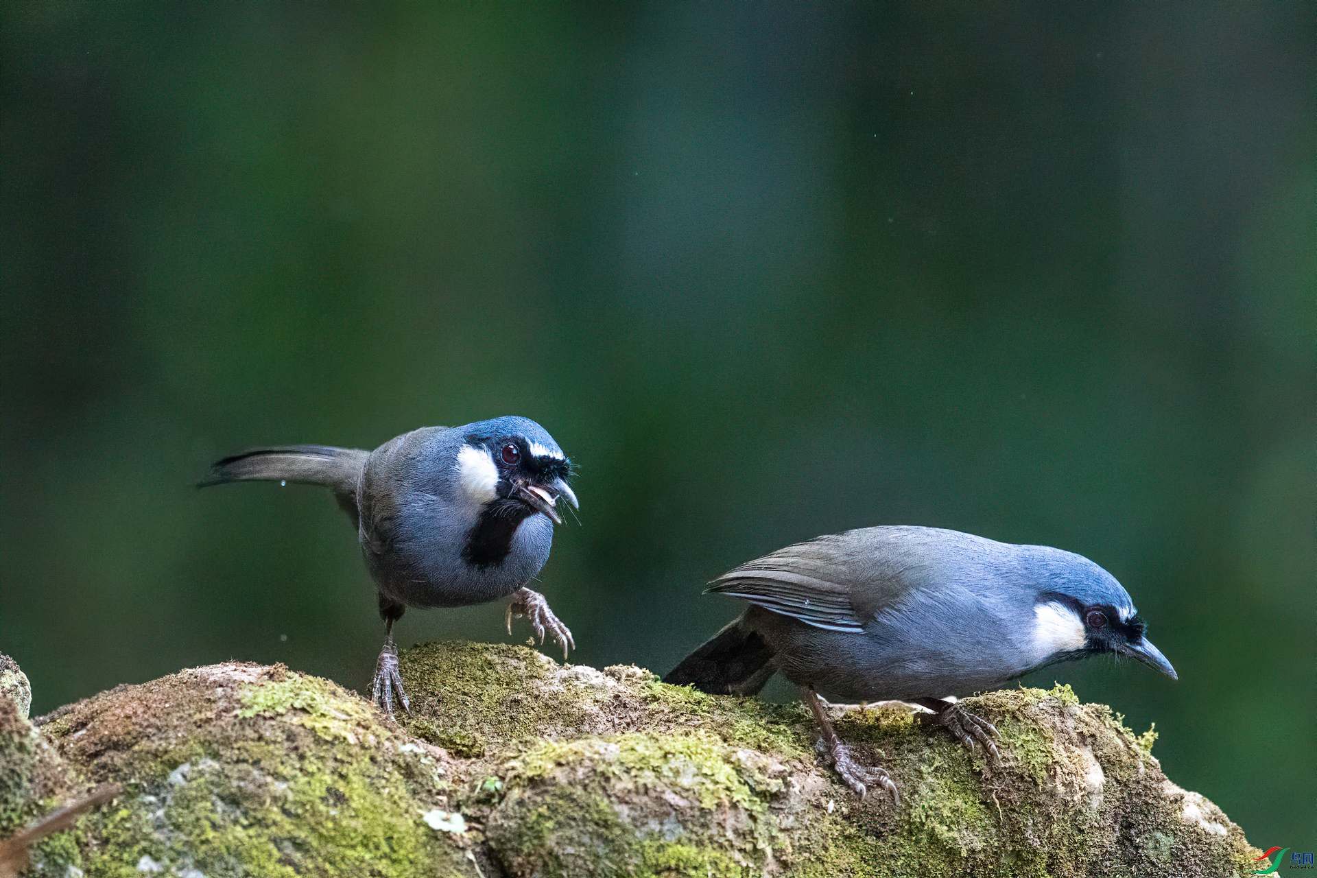 DSC_9513-1.jpg