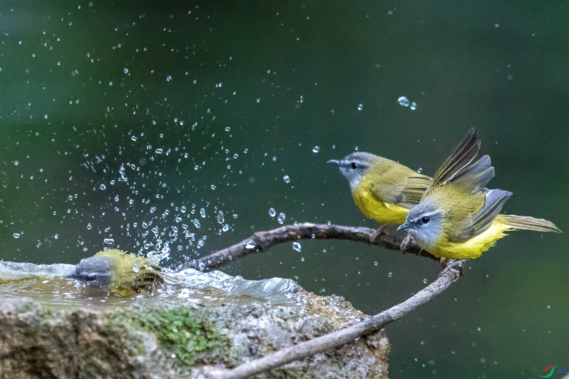 DSC_9665-1.jpg