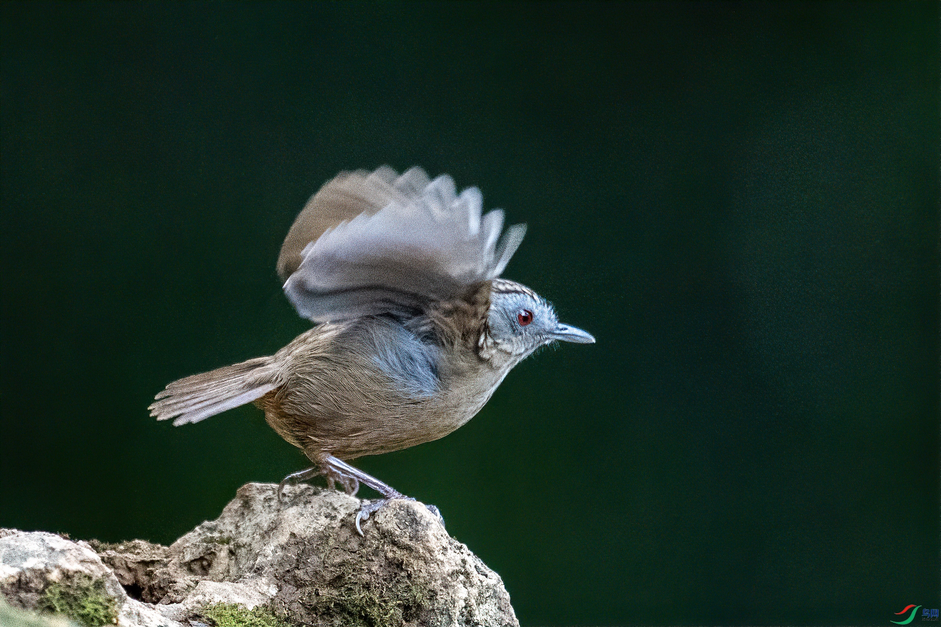 DSC_9900-1.jpg