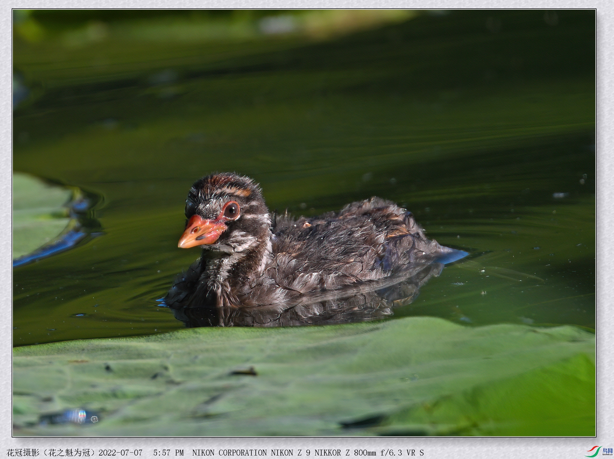 DSC_9670 (2)B-2-DeNoiseAI-low-light_����.jpg