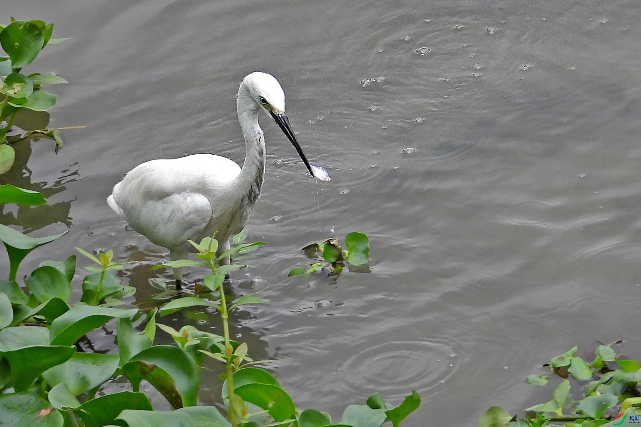 DSCN5785.jpg