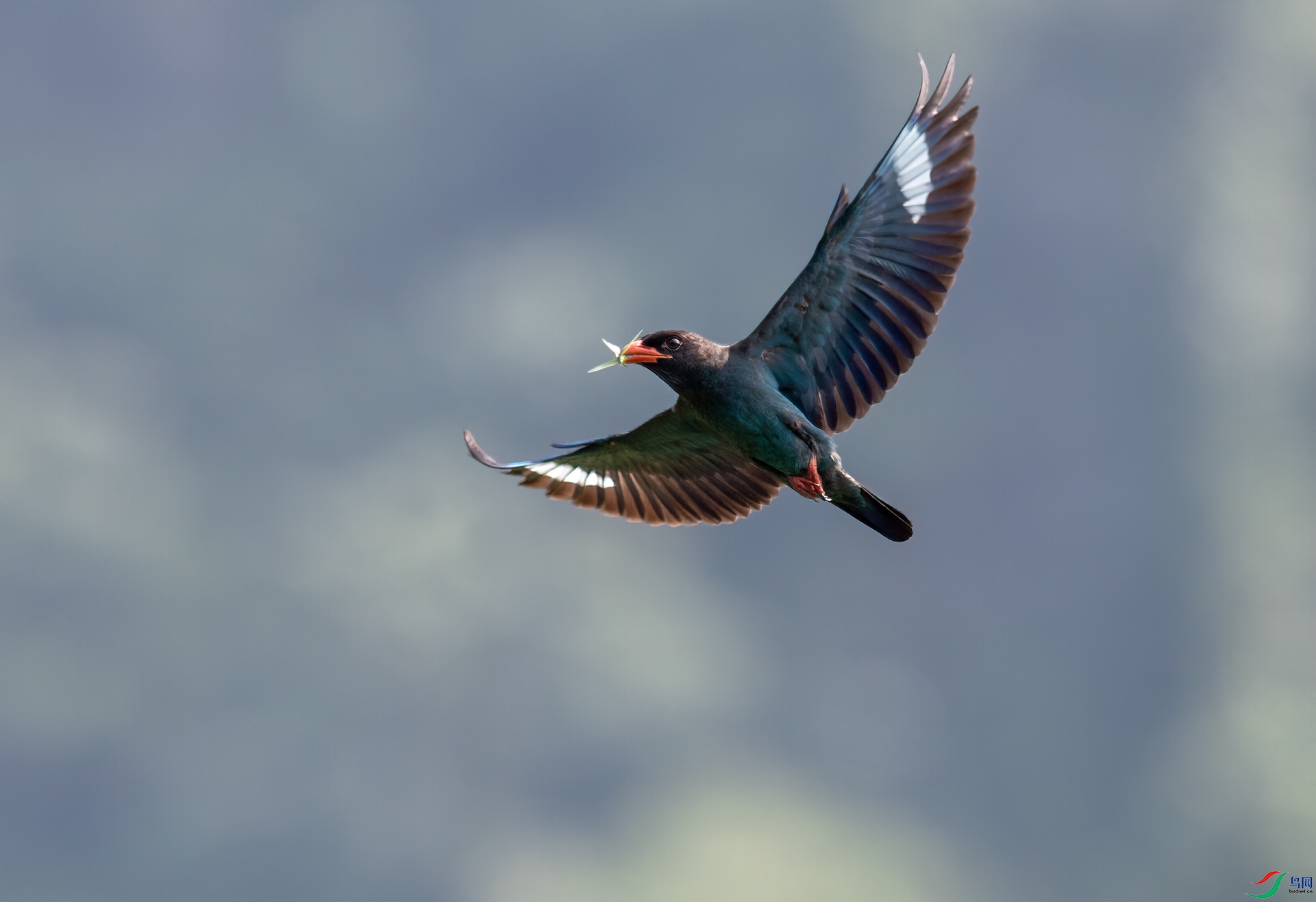 DSC_2146.jpg