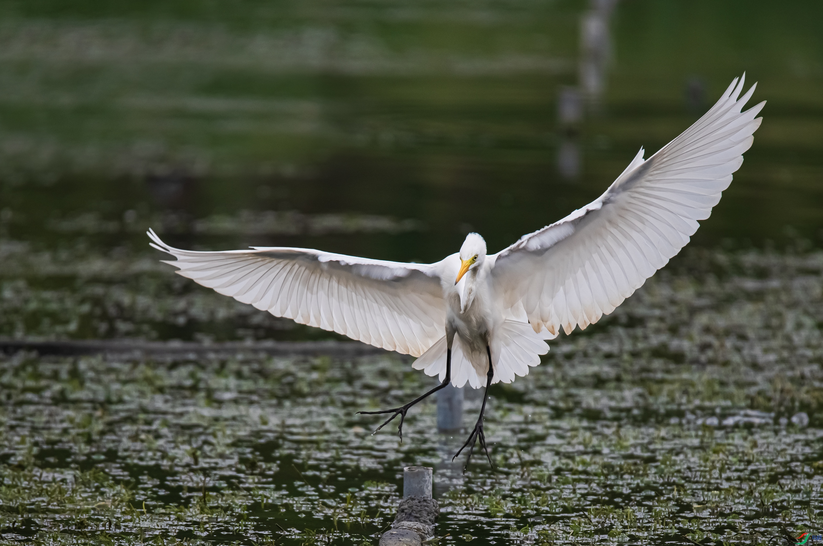 DSC_7004.jpg