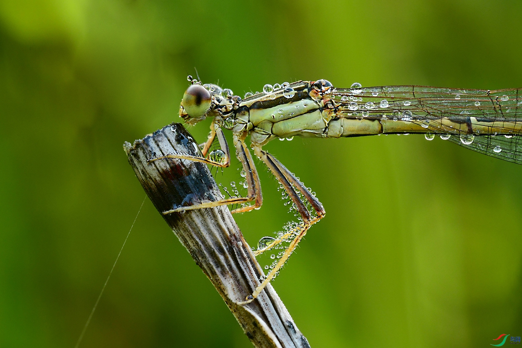 DSC_9910-0.jpg