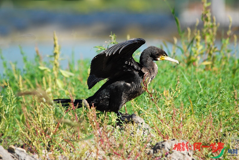 DSC_0567.jpg