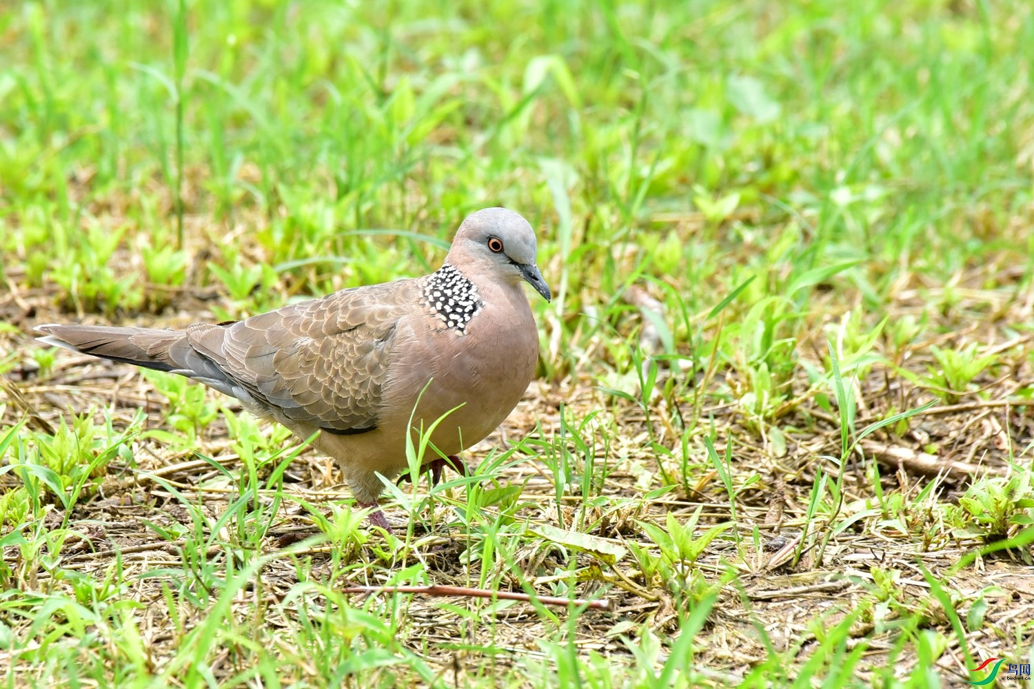 DSC_1300.JPG
