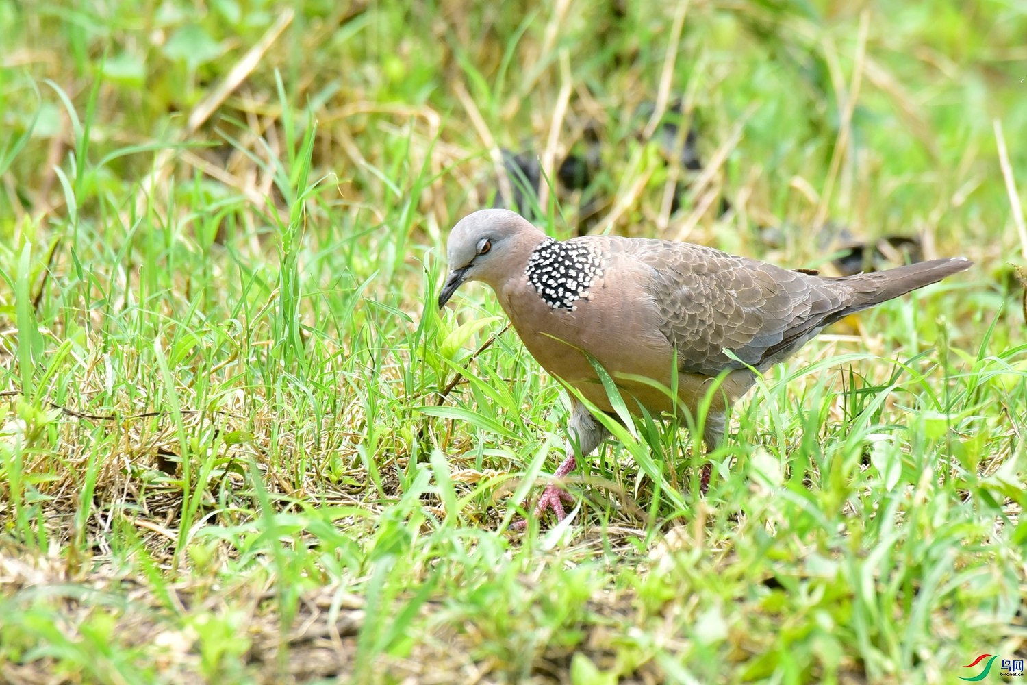 DSC_1343.JPG