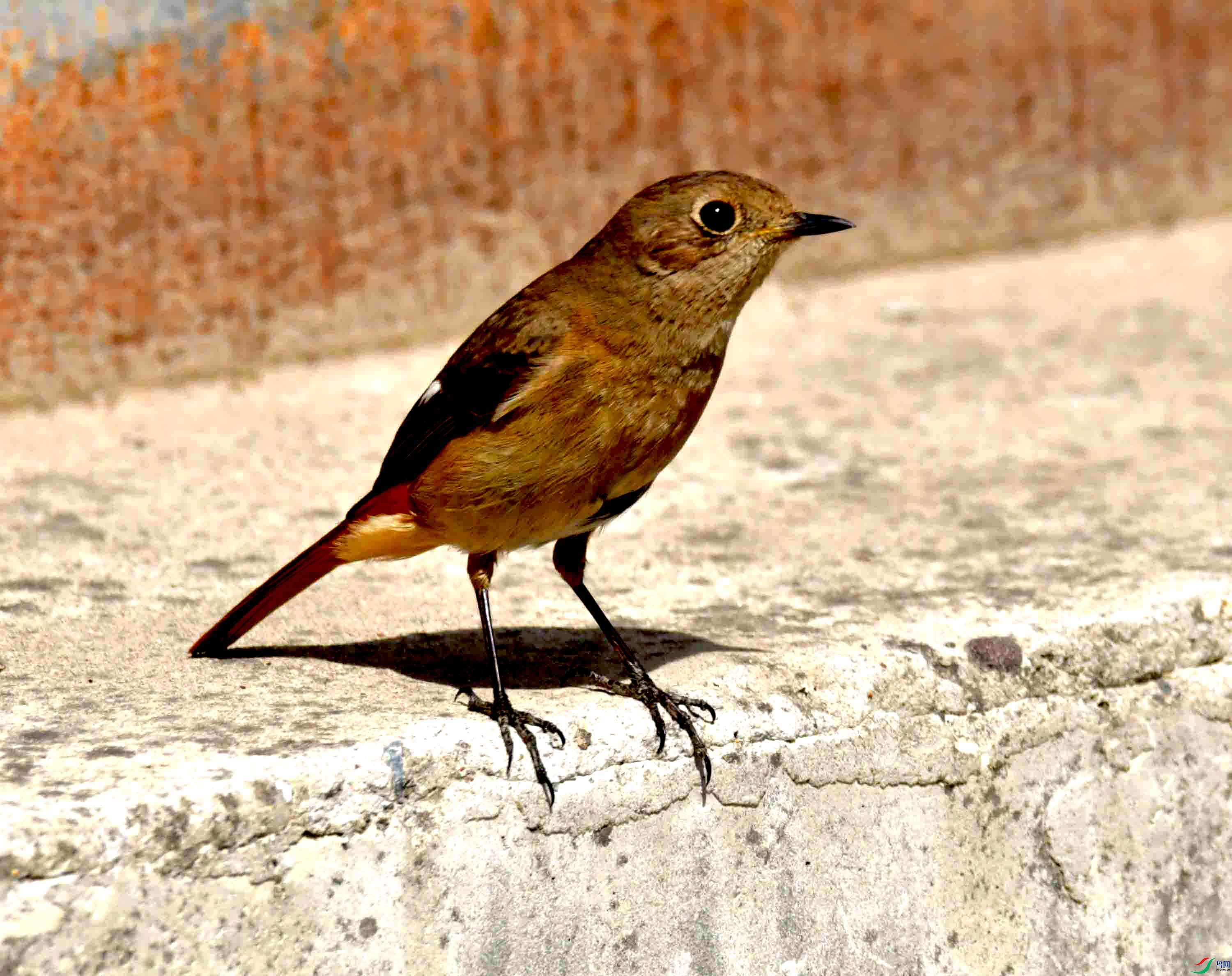 DSC_7803.JPG