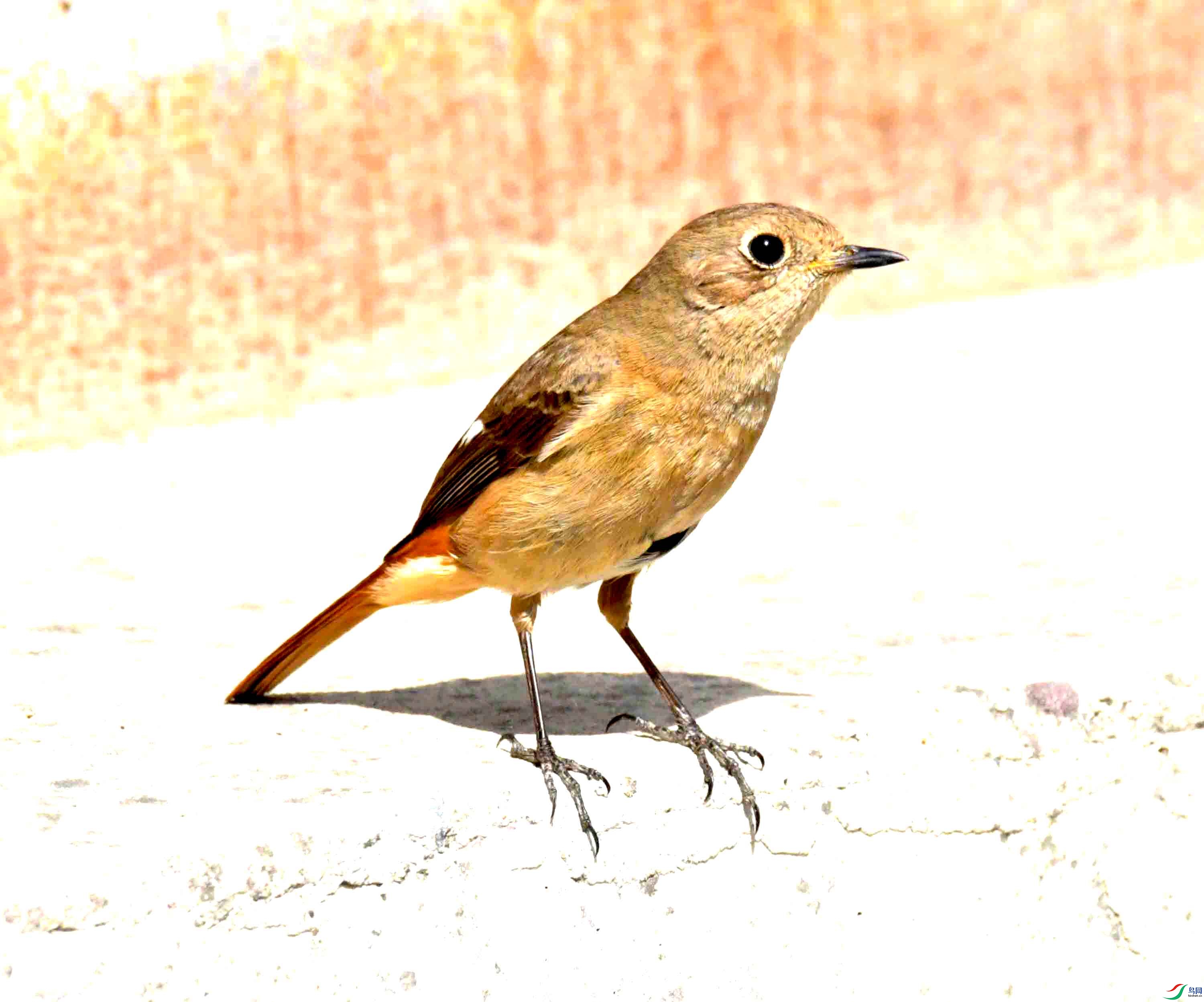 DSC_7806.JPG
