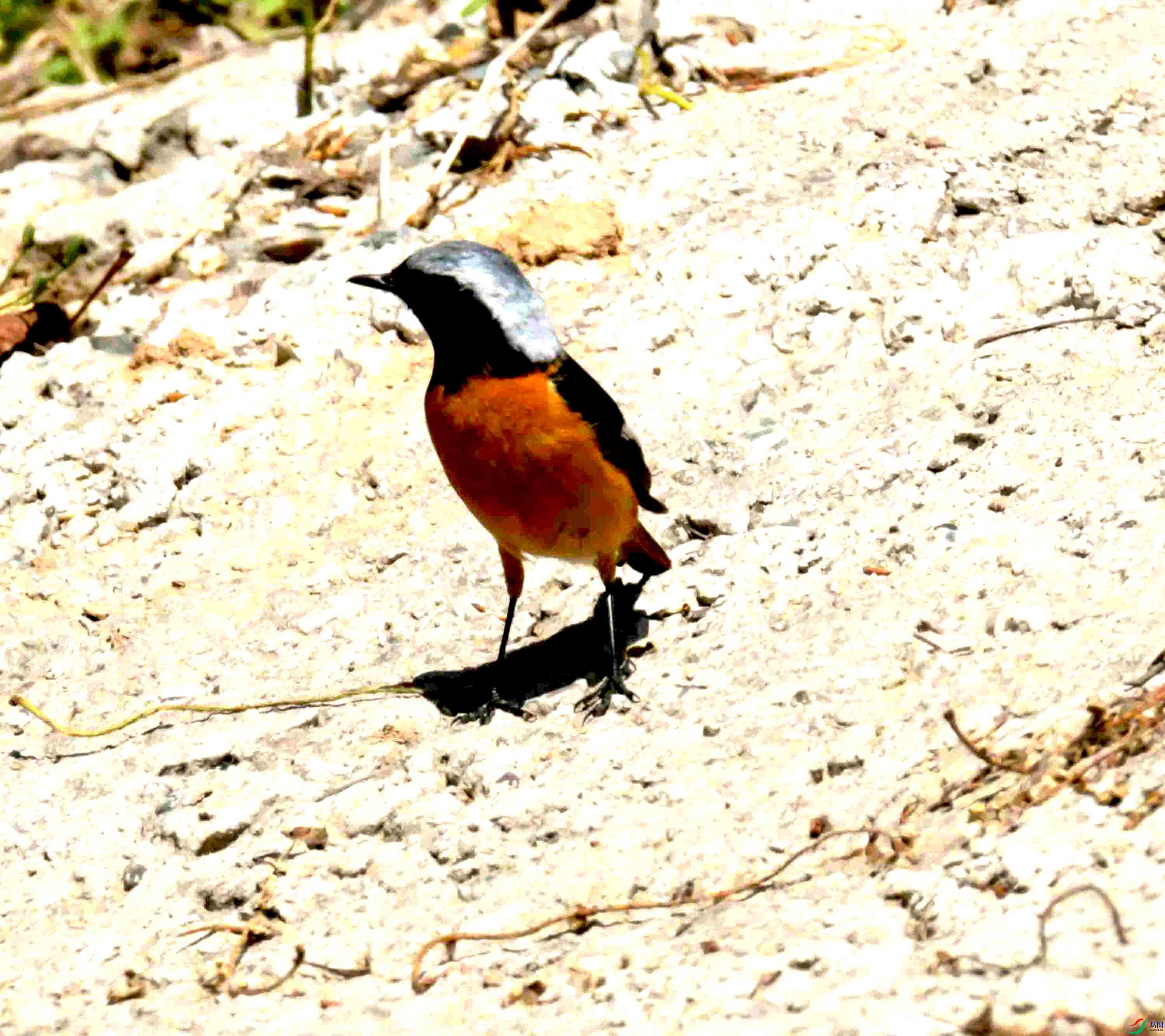 DSC_8483.JPG