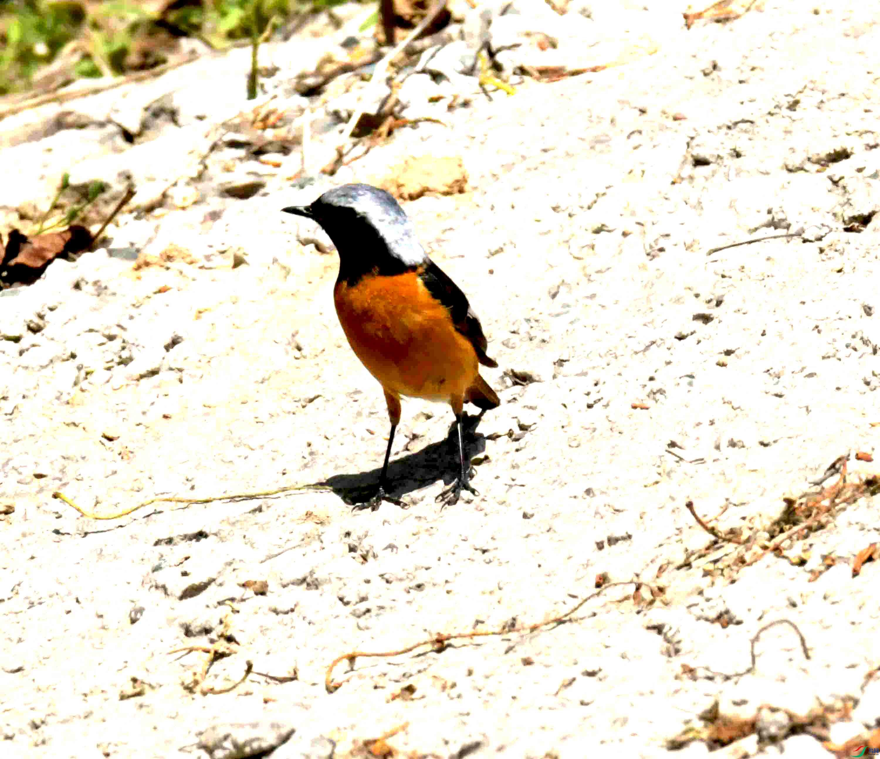 DSC_8484.JPG