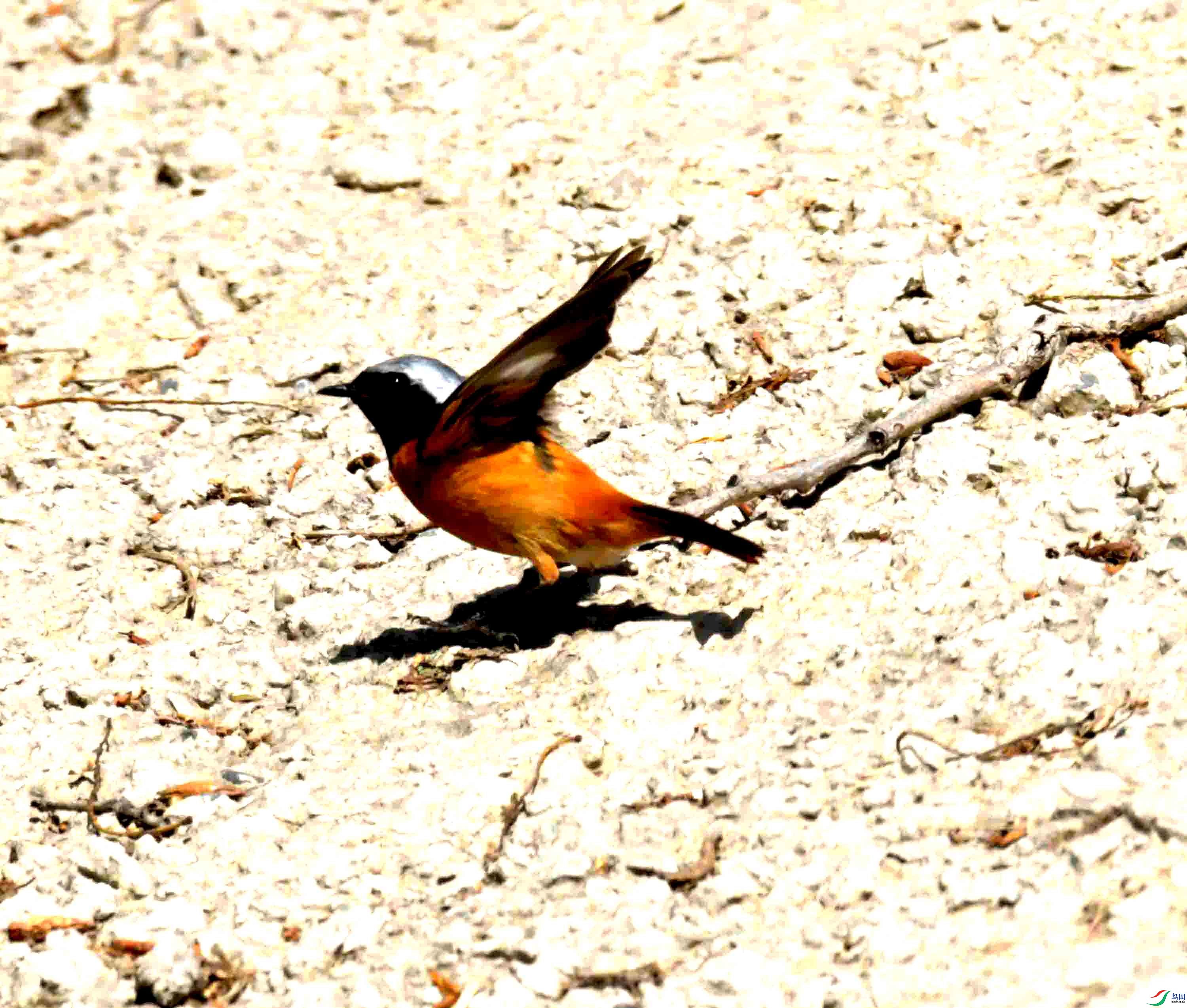 DSC_8487.JPG