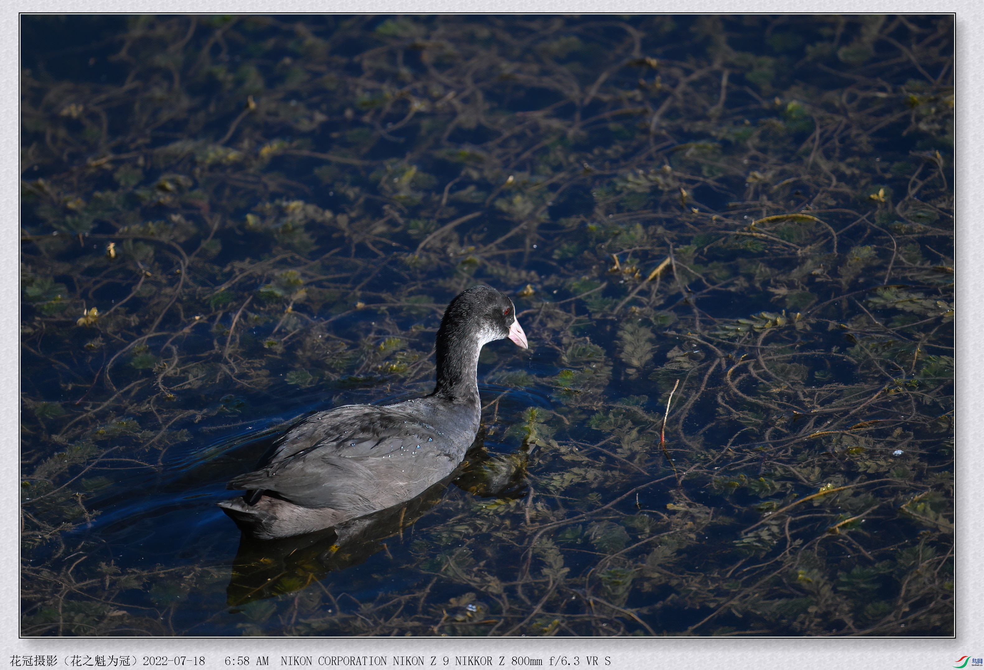 DSC_3049B-1-DeNoiseAI-low-light_����.jpg