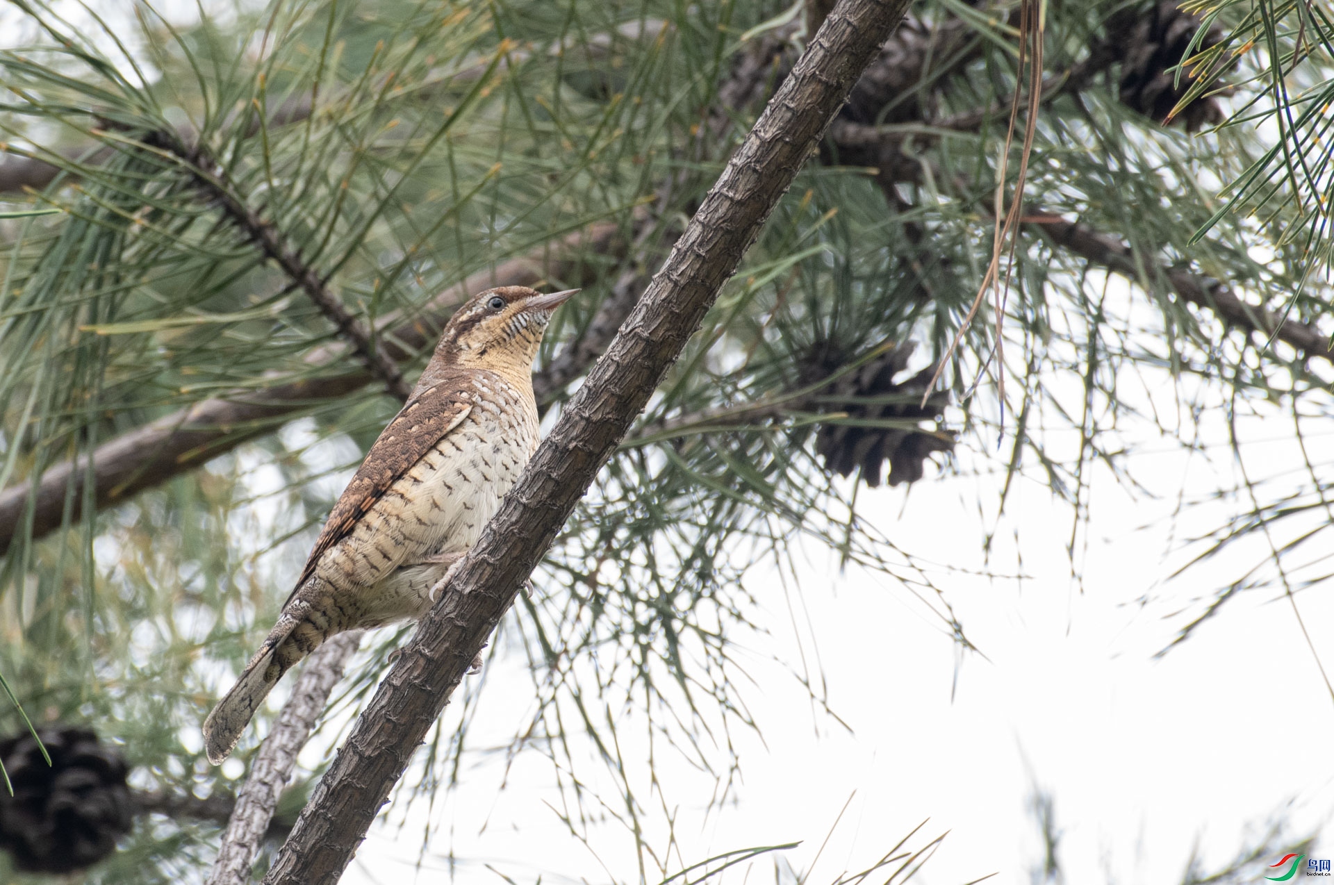 DSC_7077.jpg