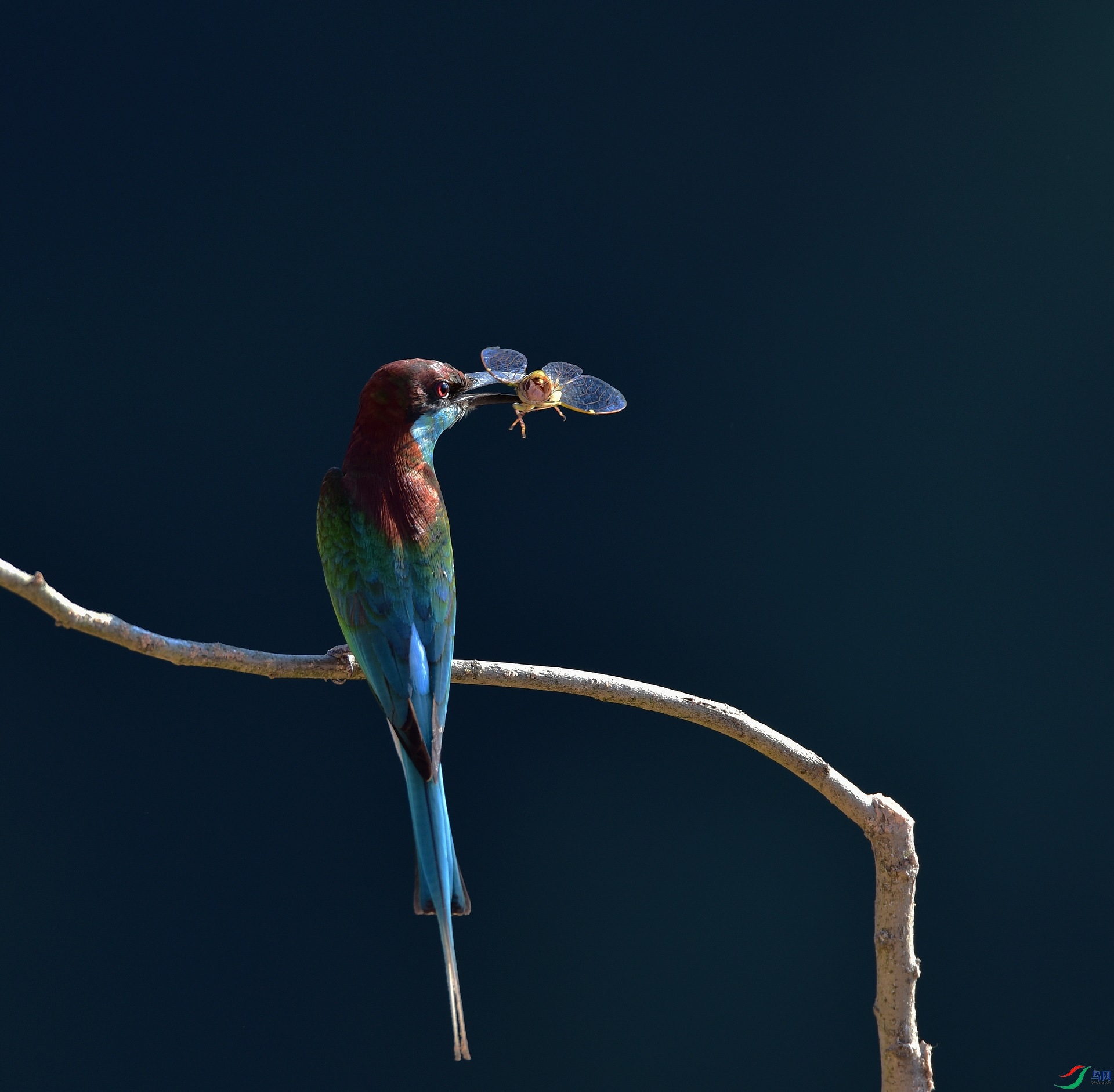 D8I_7238.jpg