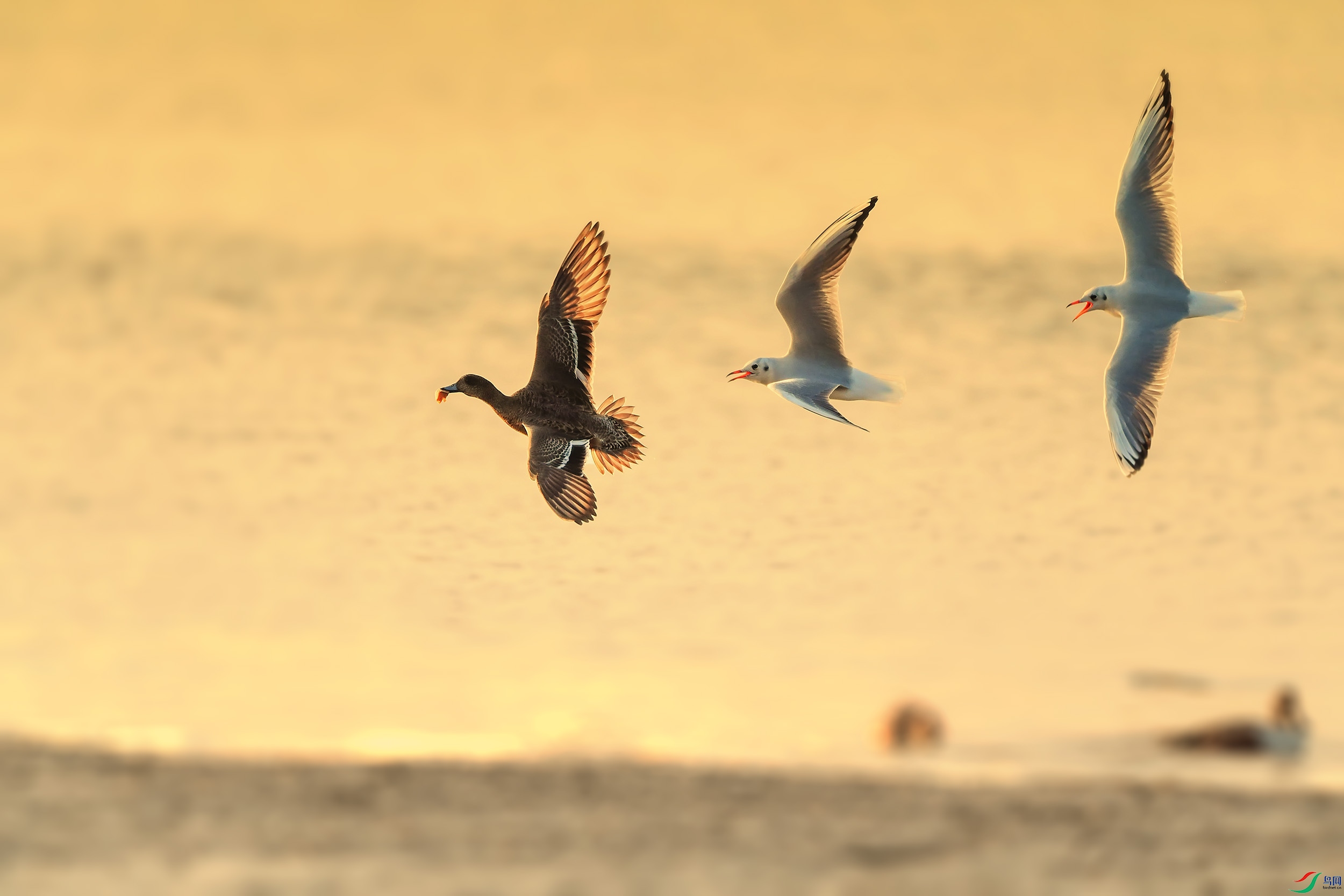 DSC_5956 ����.jpg