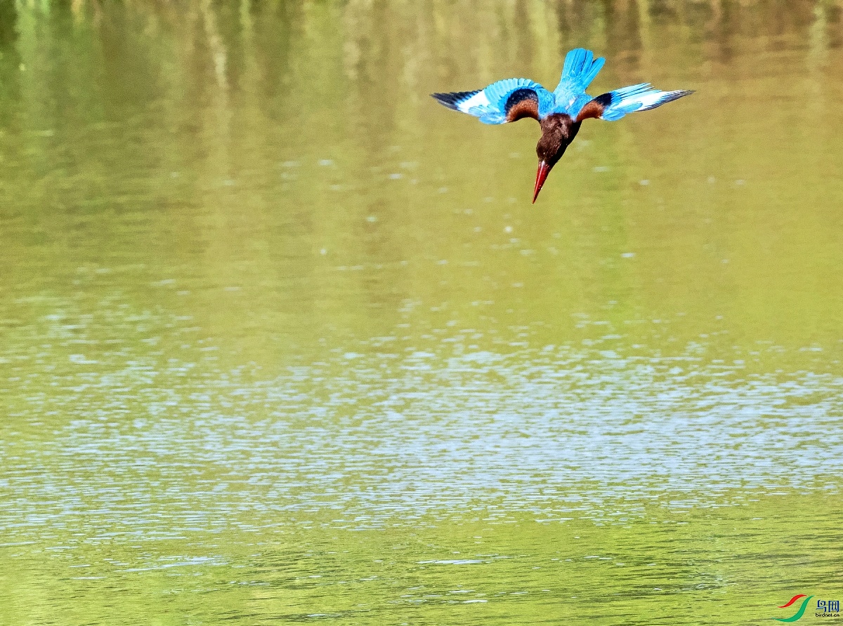 DSC_0947---_conew1.jpg