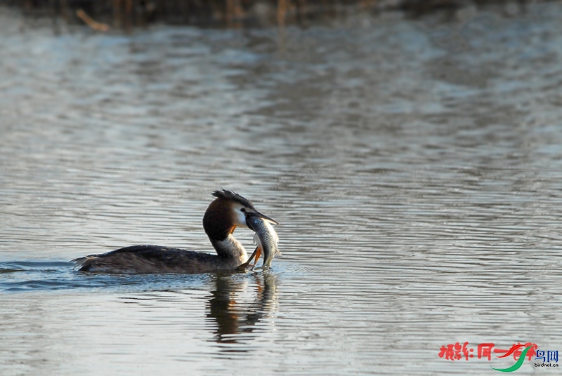 DSC_0733.jpg