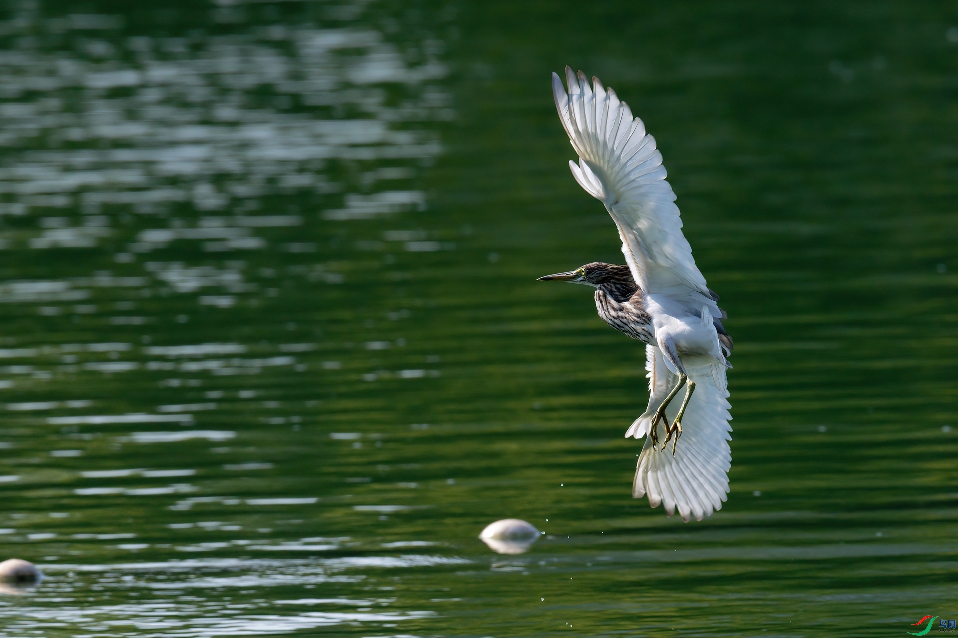 DSC_1920aa.jpg