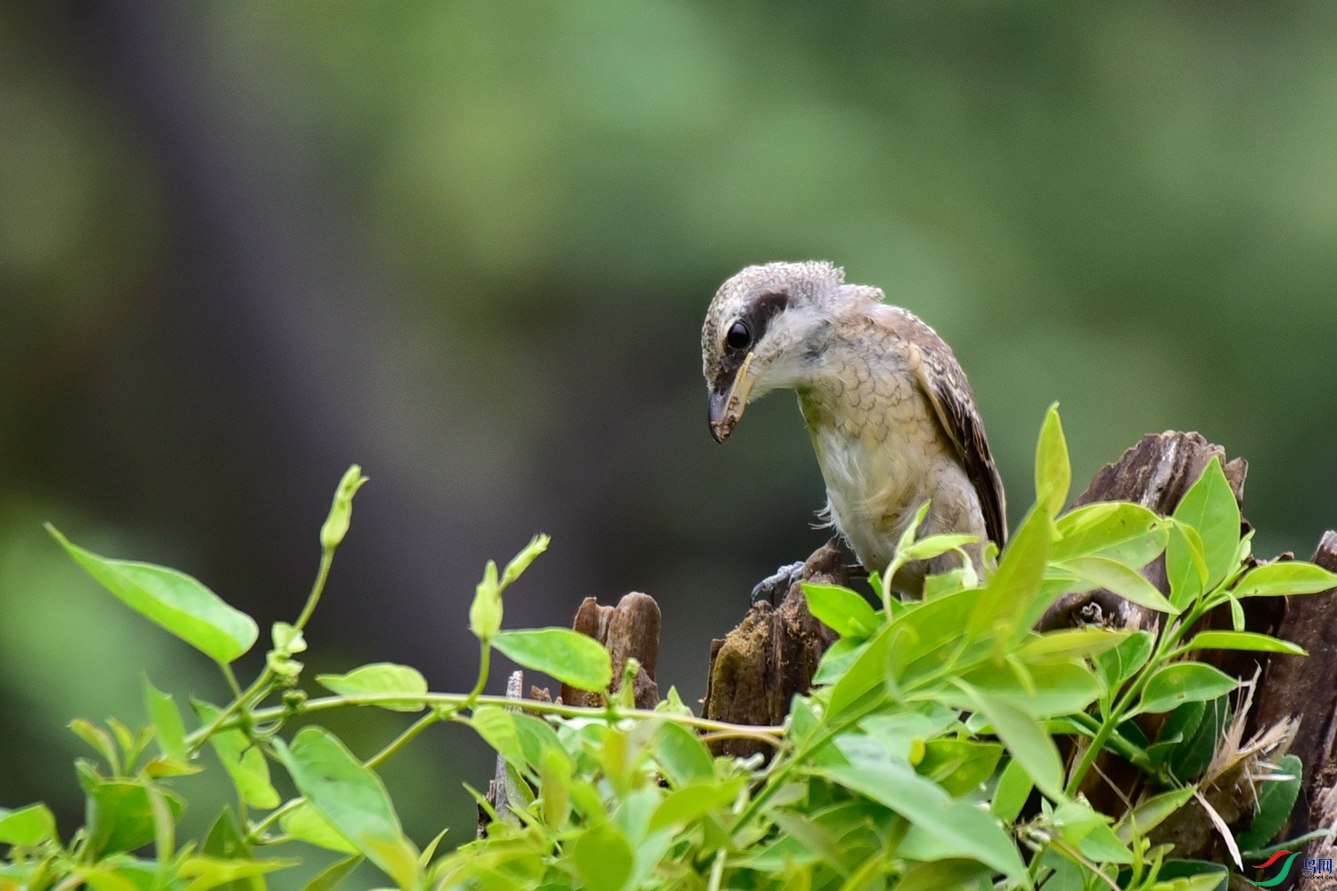 DSC_6746.JPG