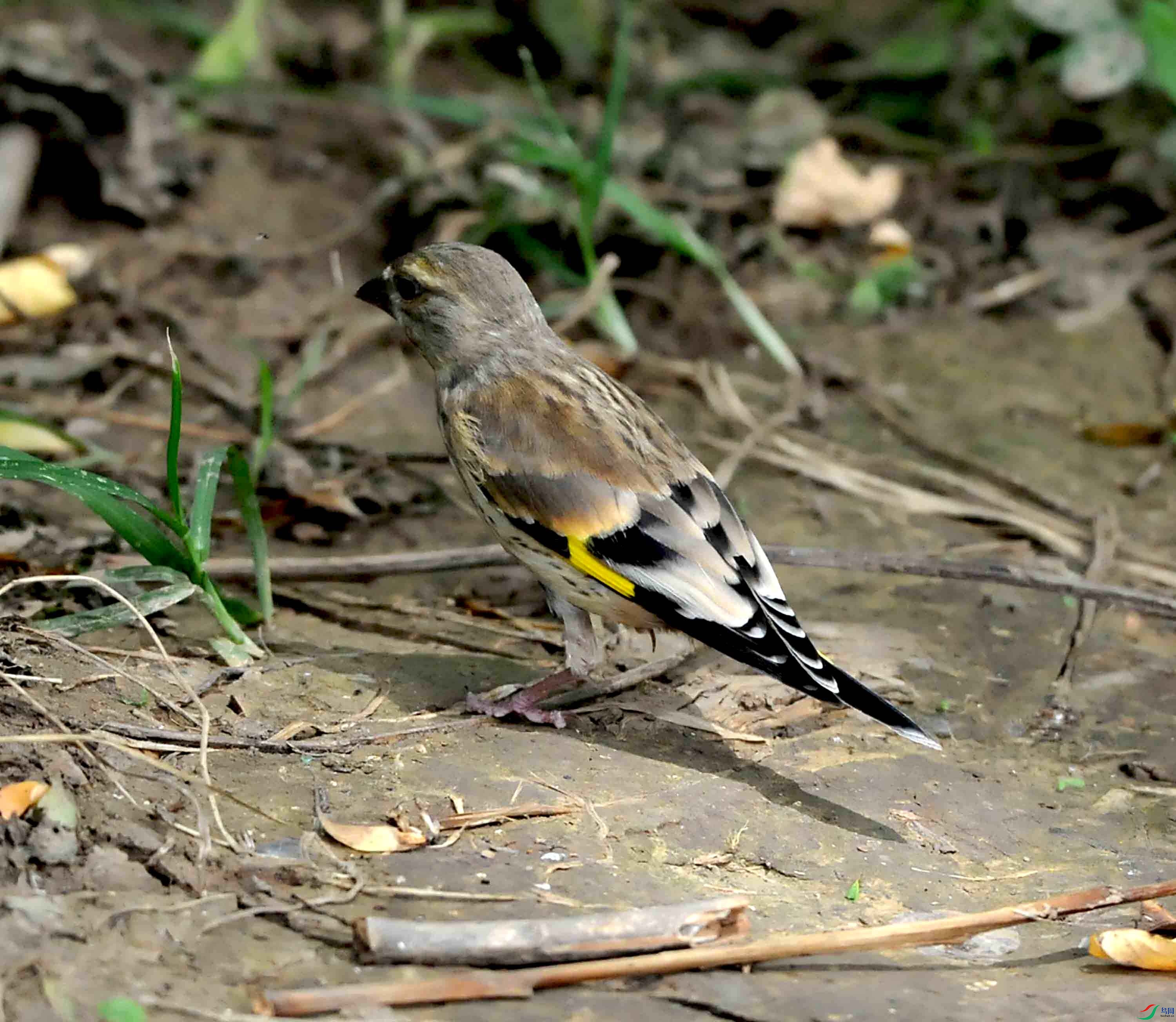 DSC_8711.JPG