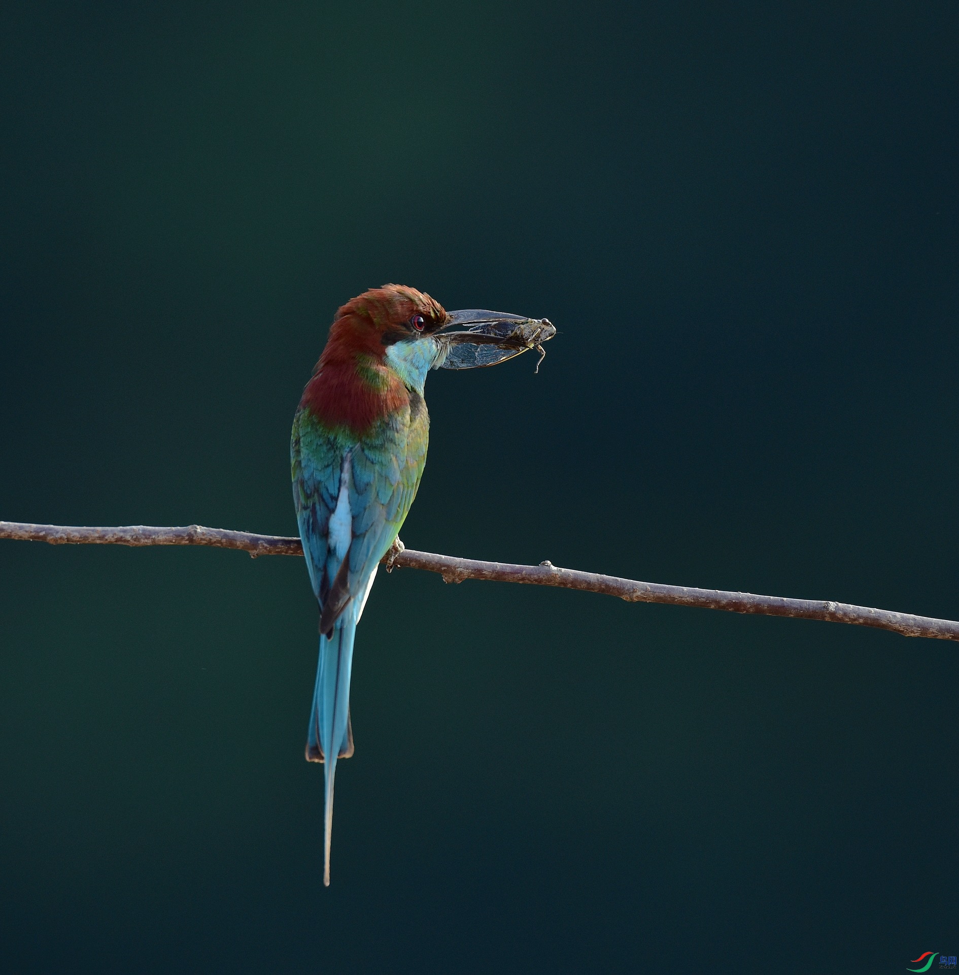 D8I_9209.jpg