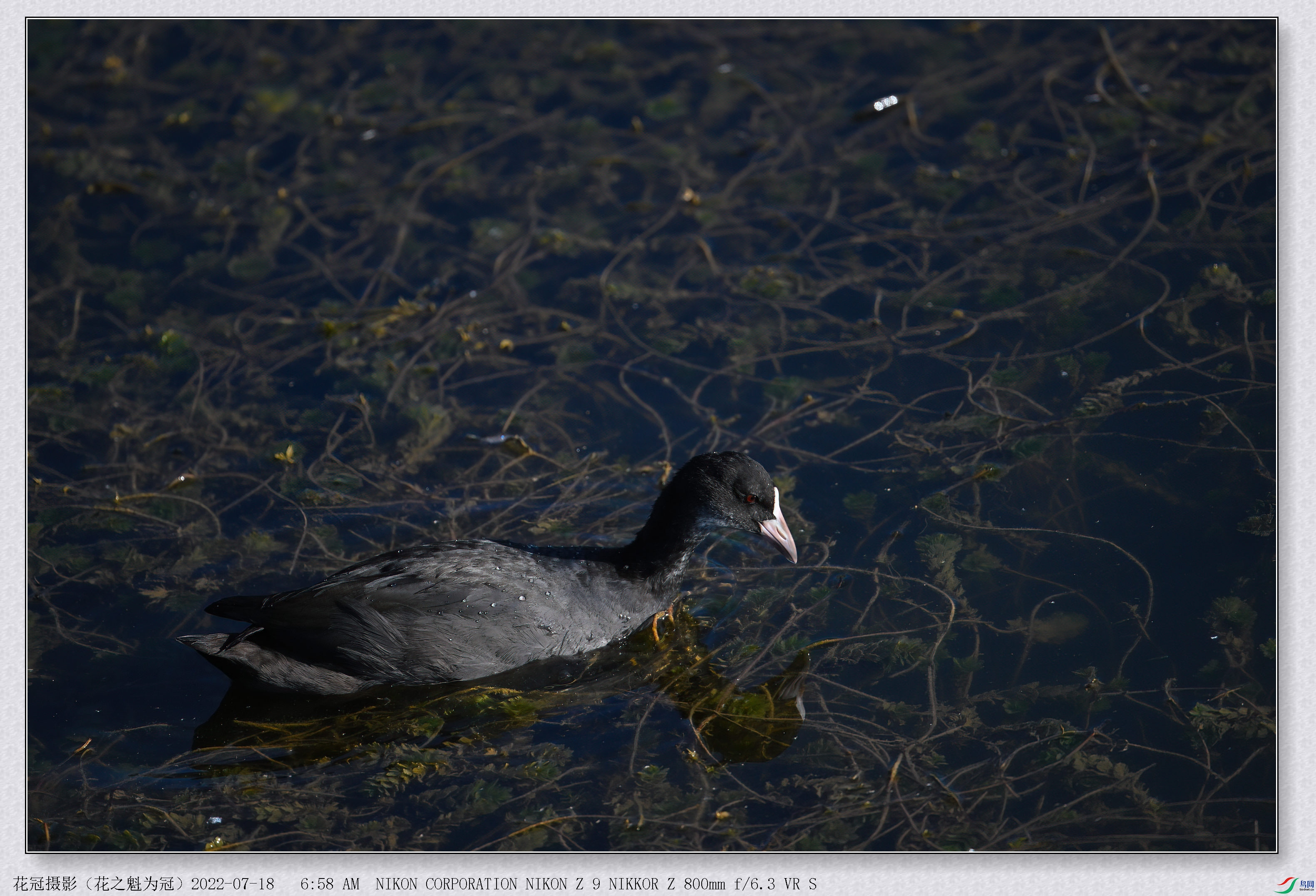 DSC_3077B-1-DeNoiseAI-low-light_����.jpg
