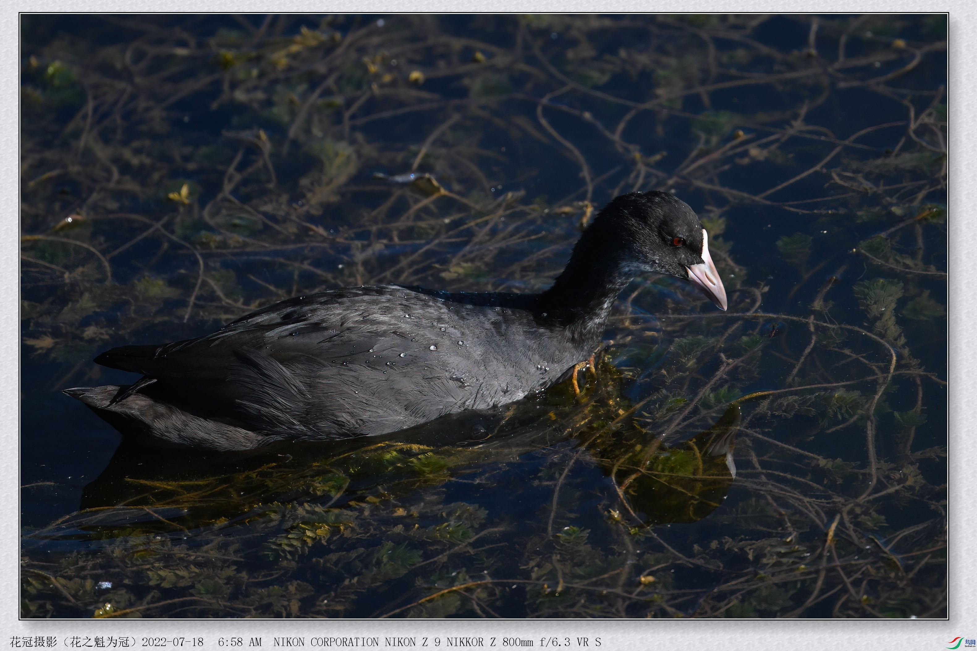 DSC_3077B-2-DeNoiseAI-low-light_����.jpg