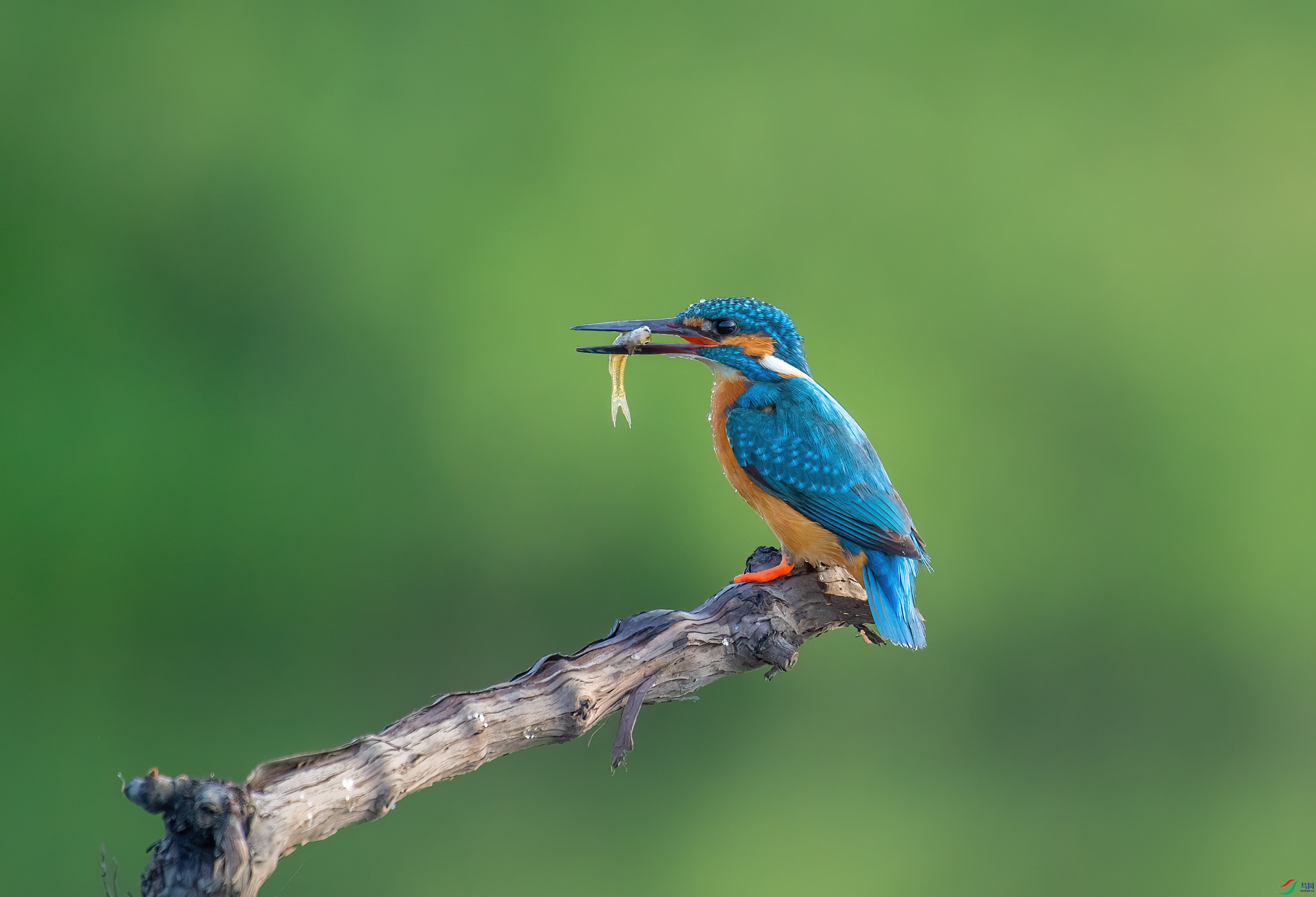 DSC_3451 ����.jpg