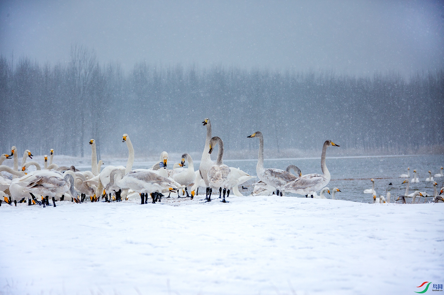 _95A4529.jpg