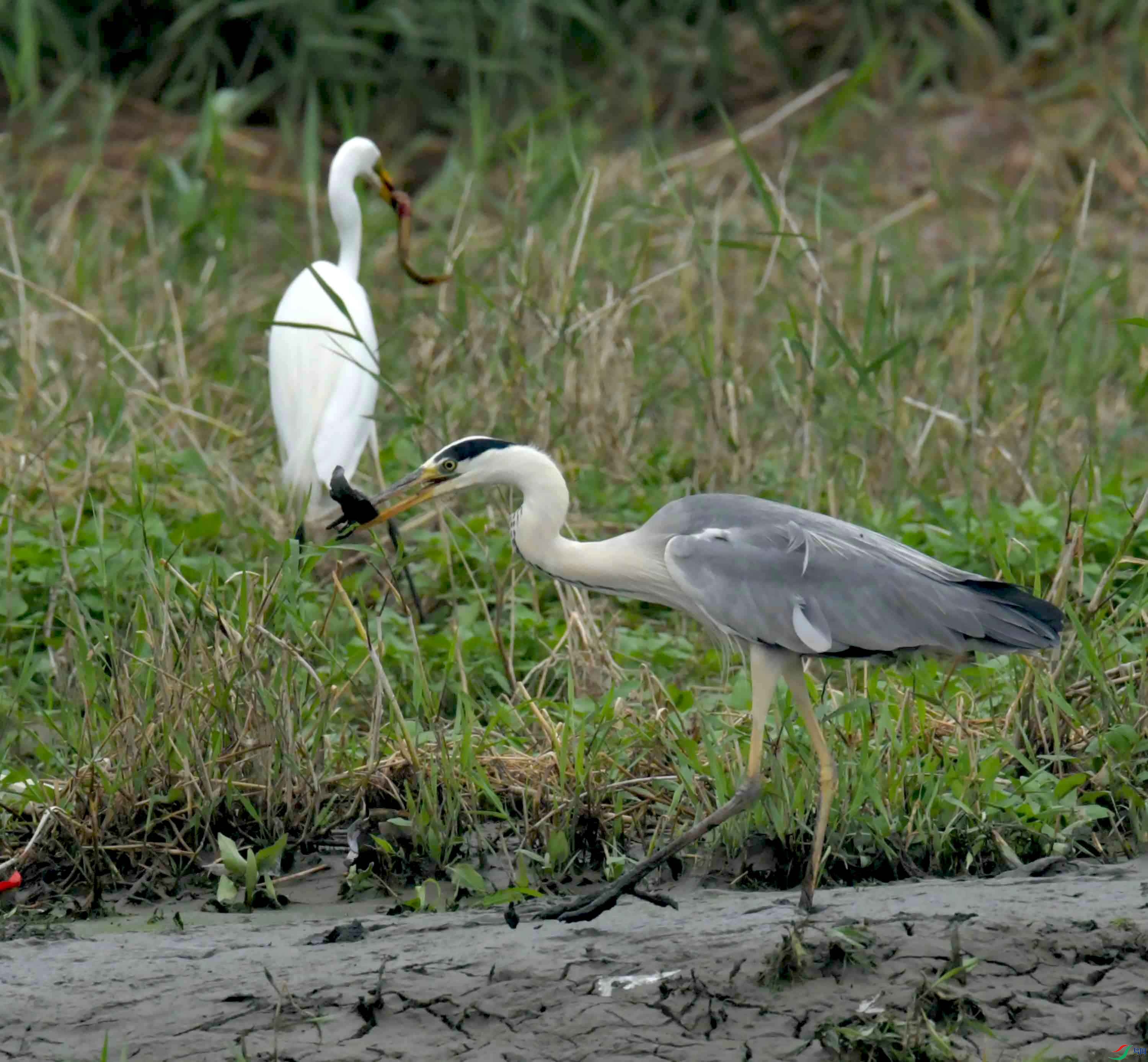 DSC_0150.JPG