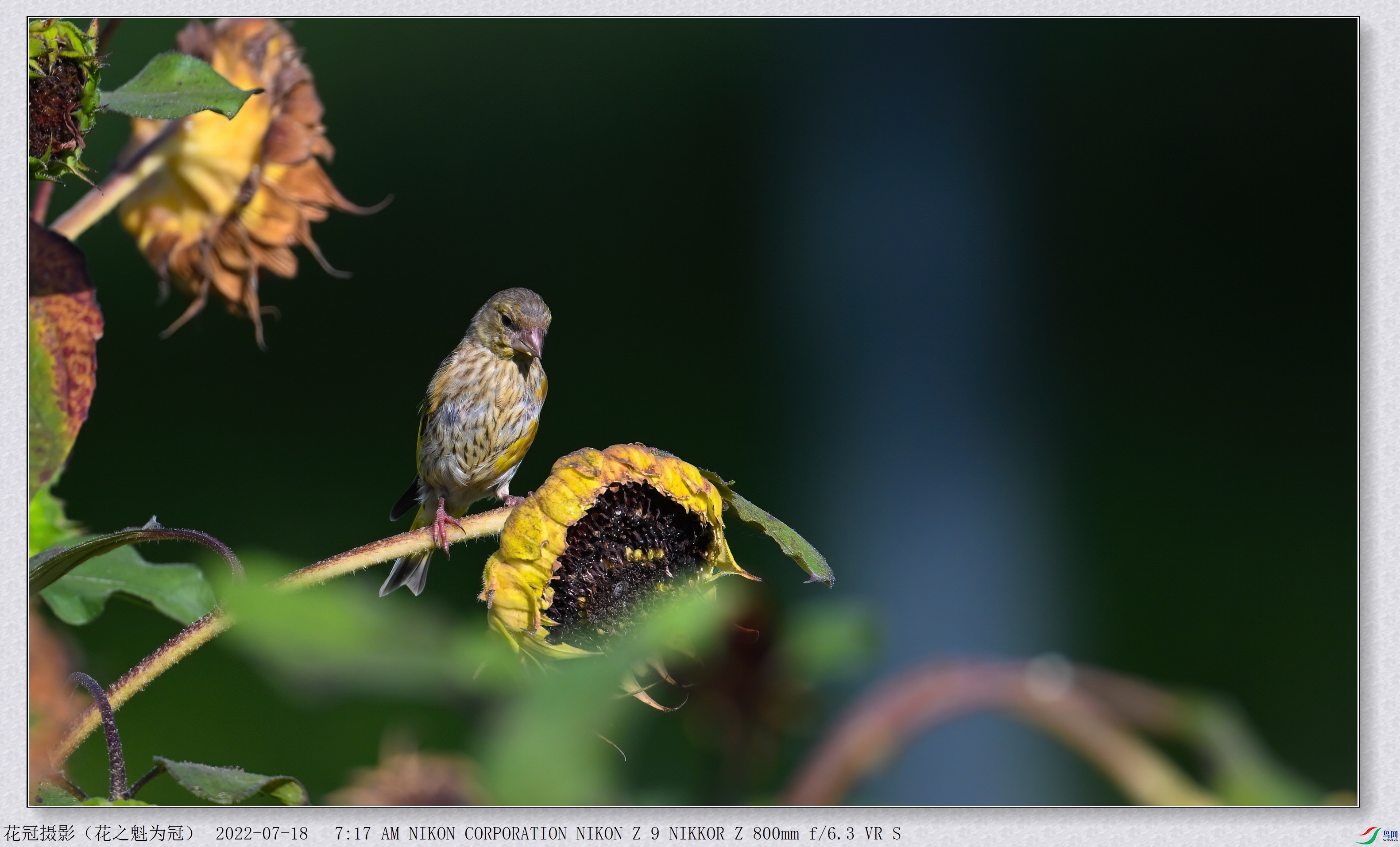 DSC_3264B-2-DeNoiseAI-low-light_����.jpg