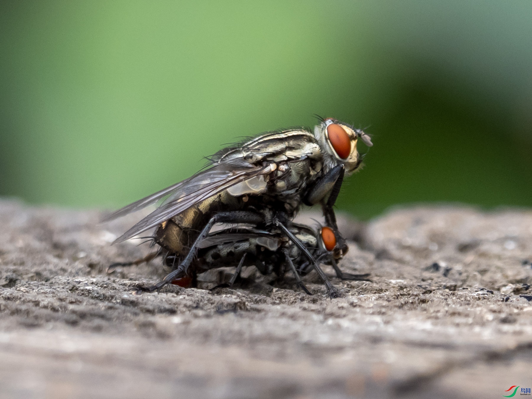 ��Ӭ�ĺ���