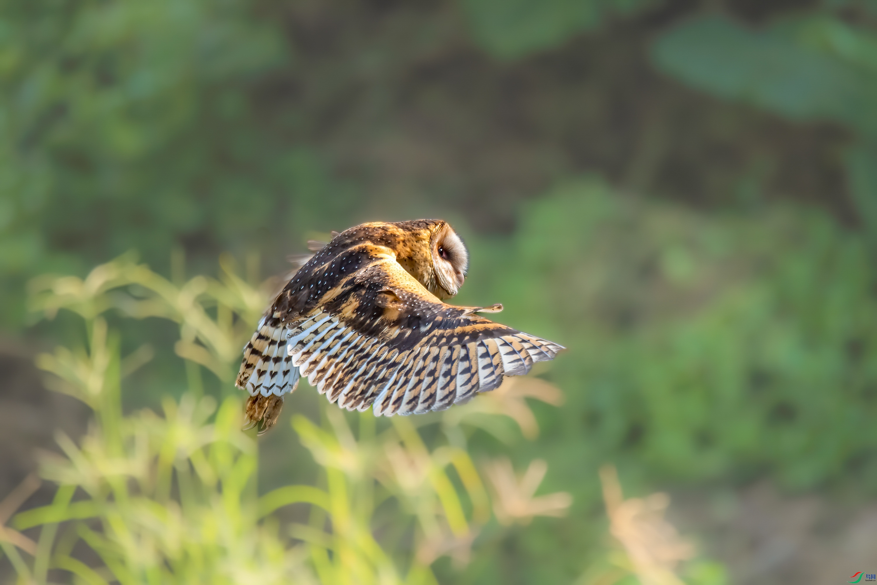 DSC_3143_1_1.jpg
