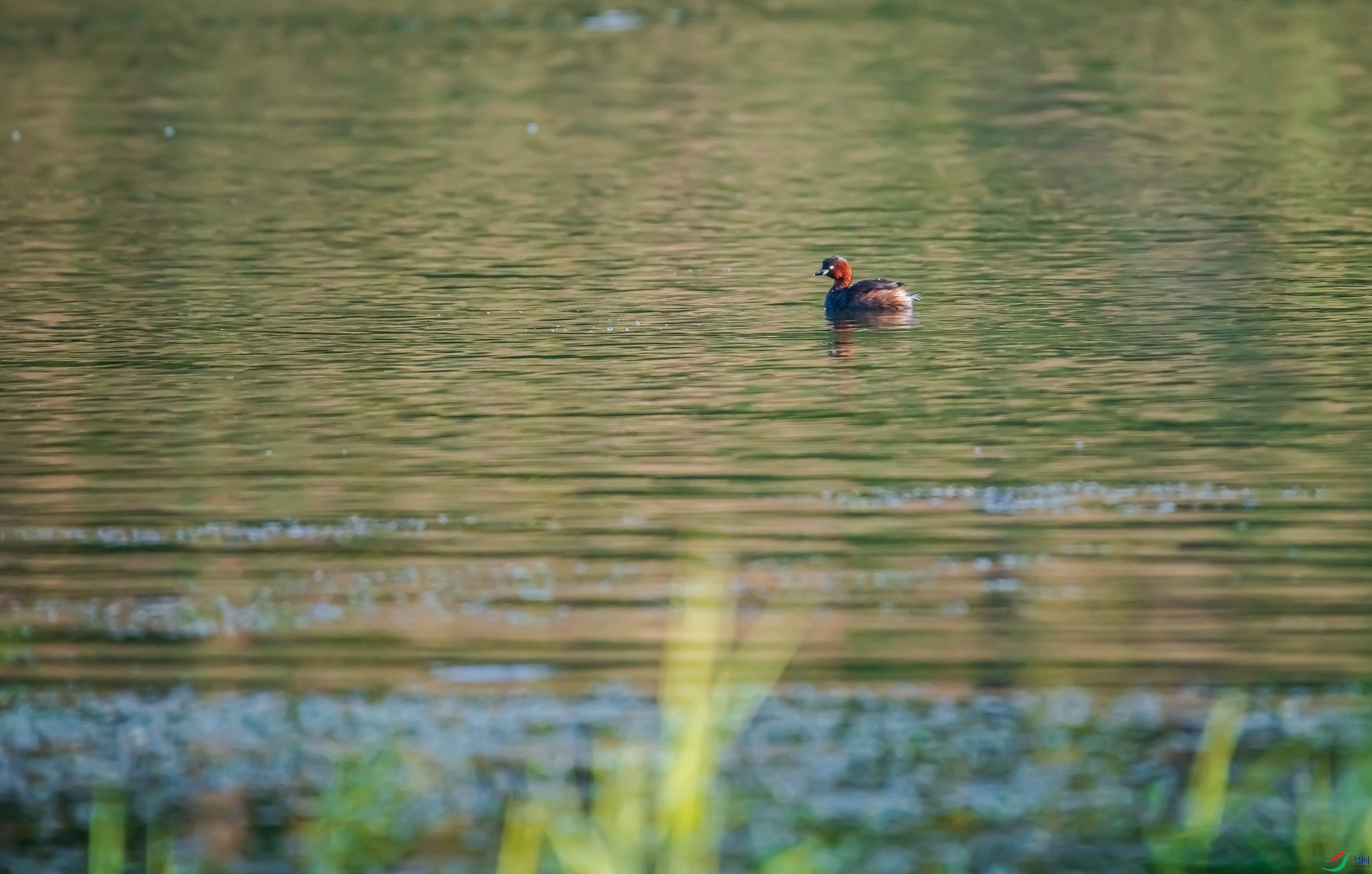 DSC_7648.jpg