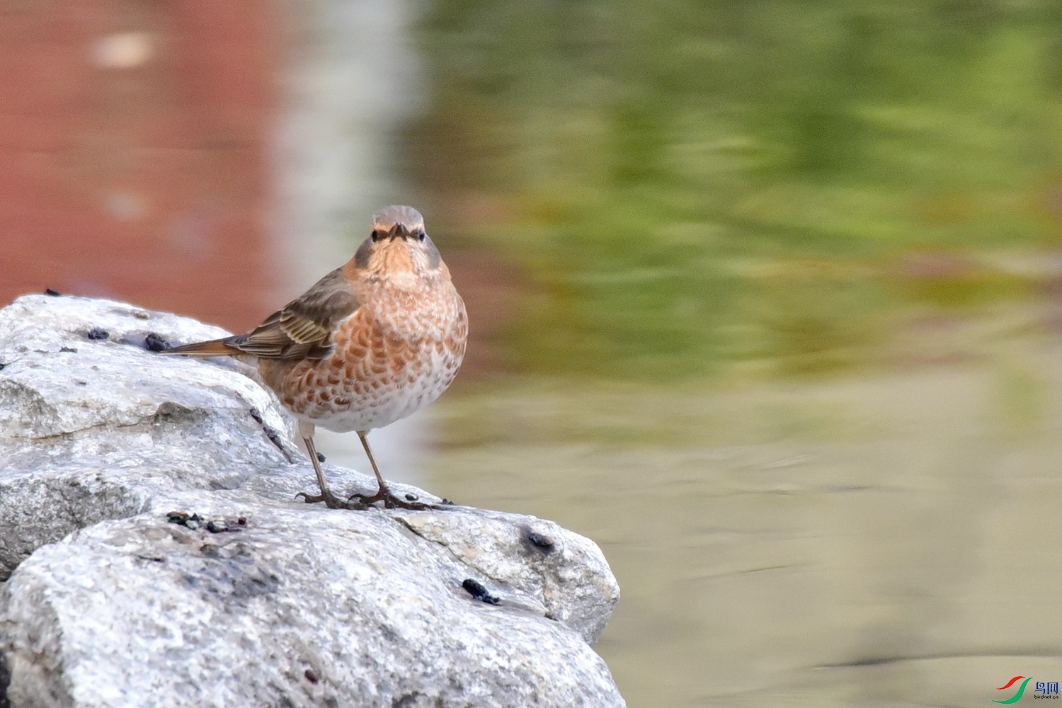DSC_6952.JPG