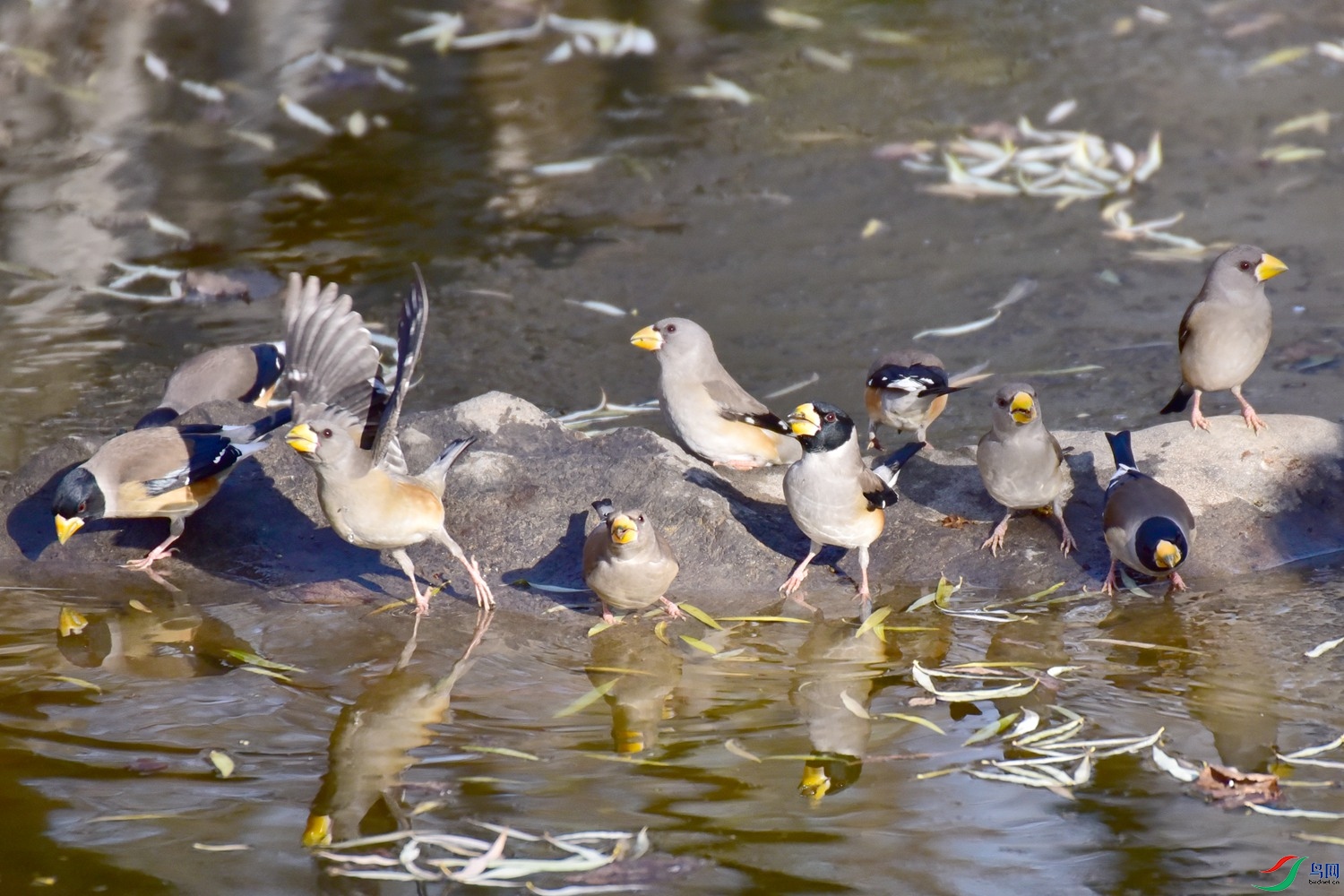 DSC_7835 - ����.JPG