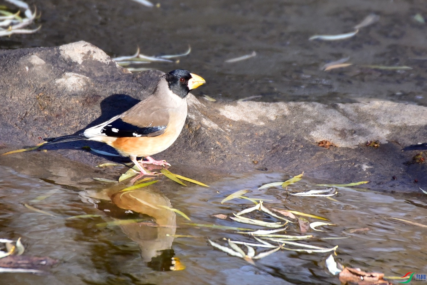DSC_7870.JPG