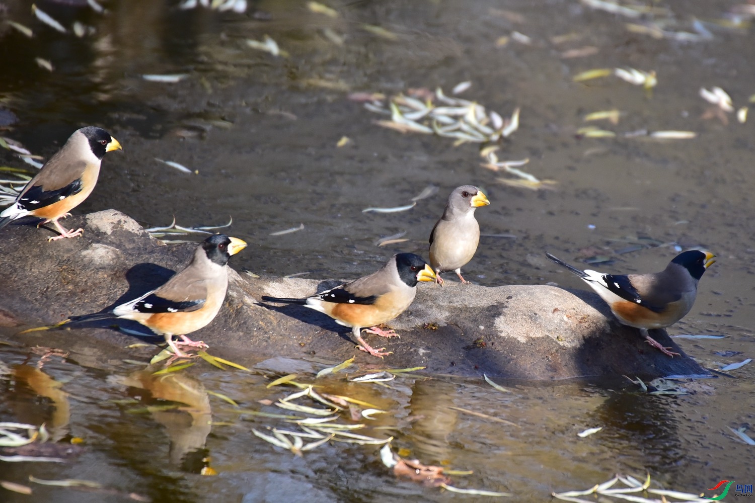 DSC_7868.JPG