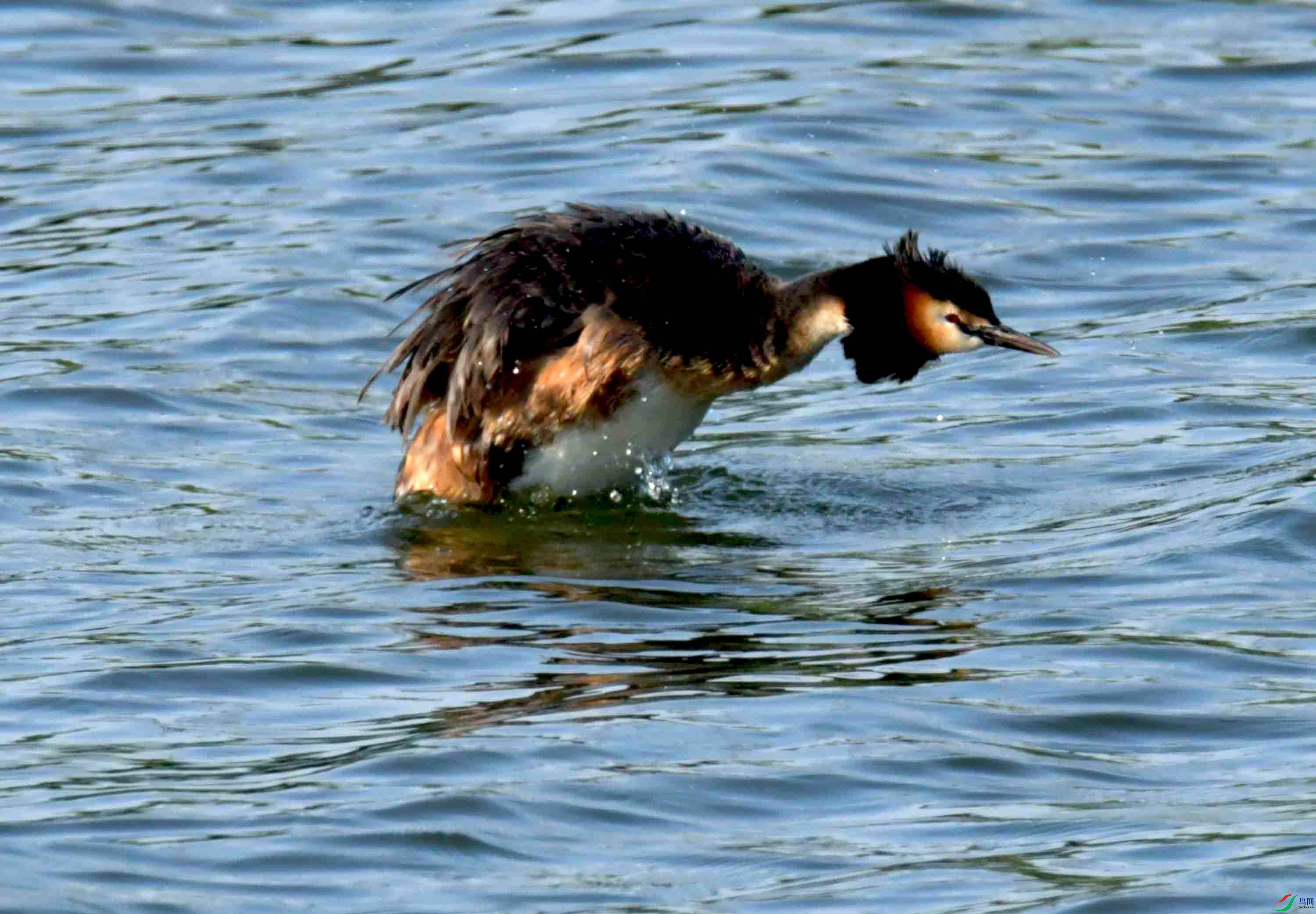 DSC_4571.JPG