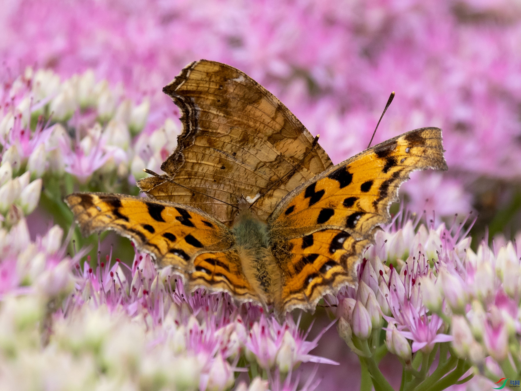 ��ֻ����