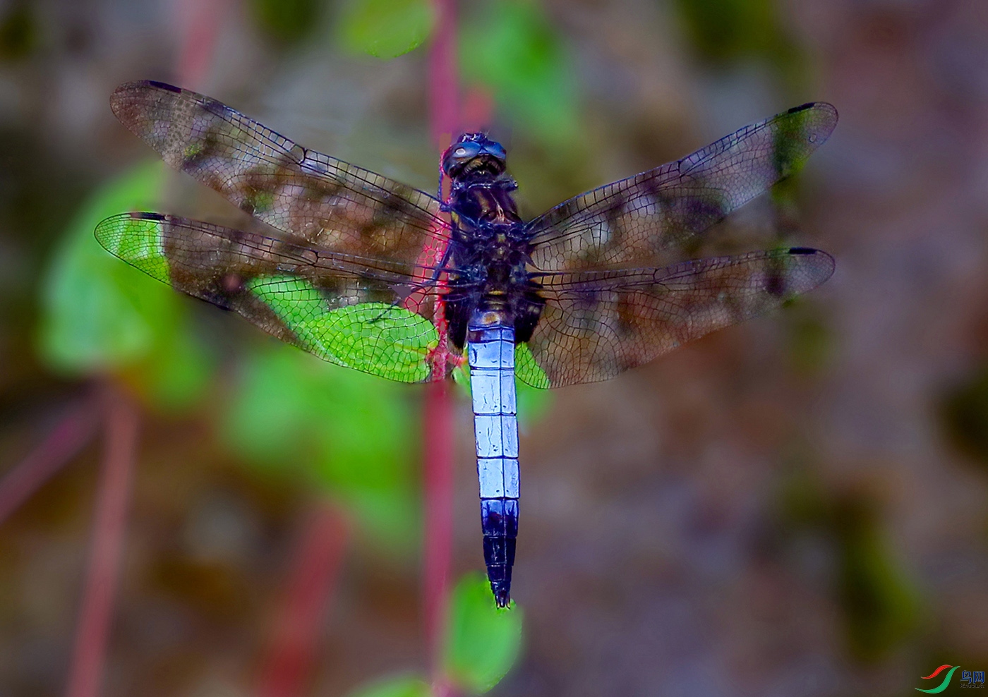 0000����ɫ����298 ����500k0.jpg