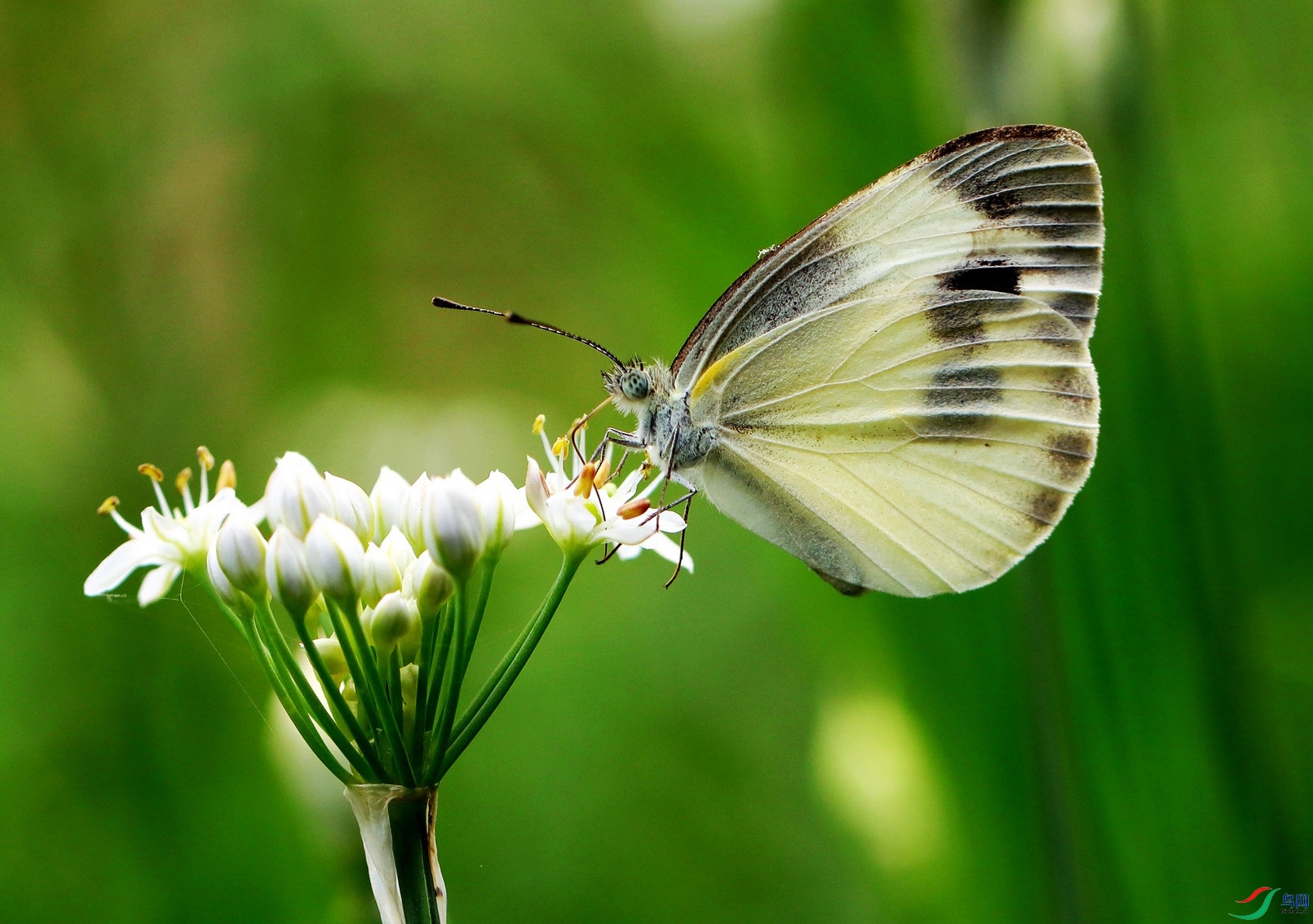 080530ckizk3jn1gsbffns ����.jpg