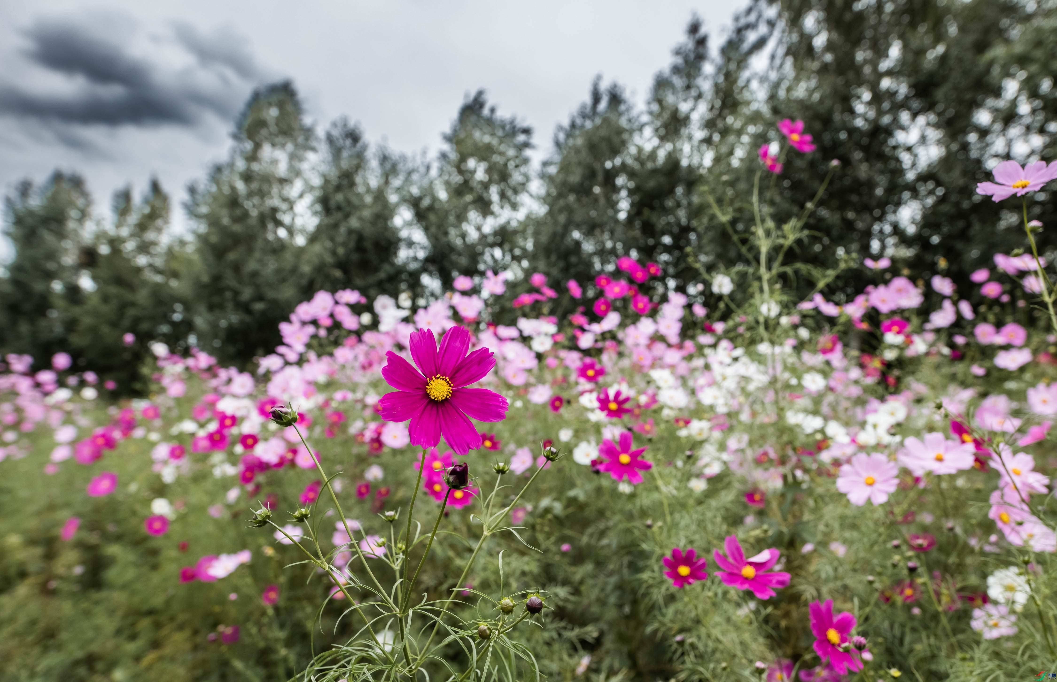 ��ɣ����