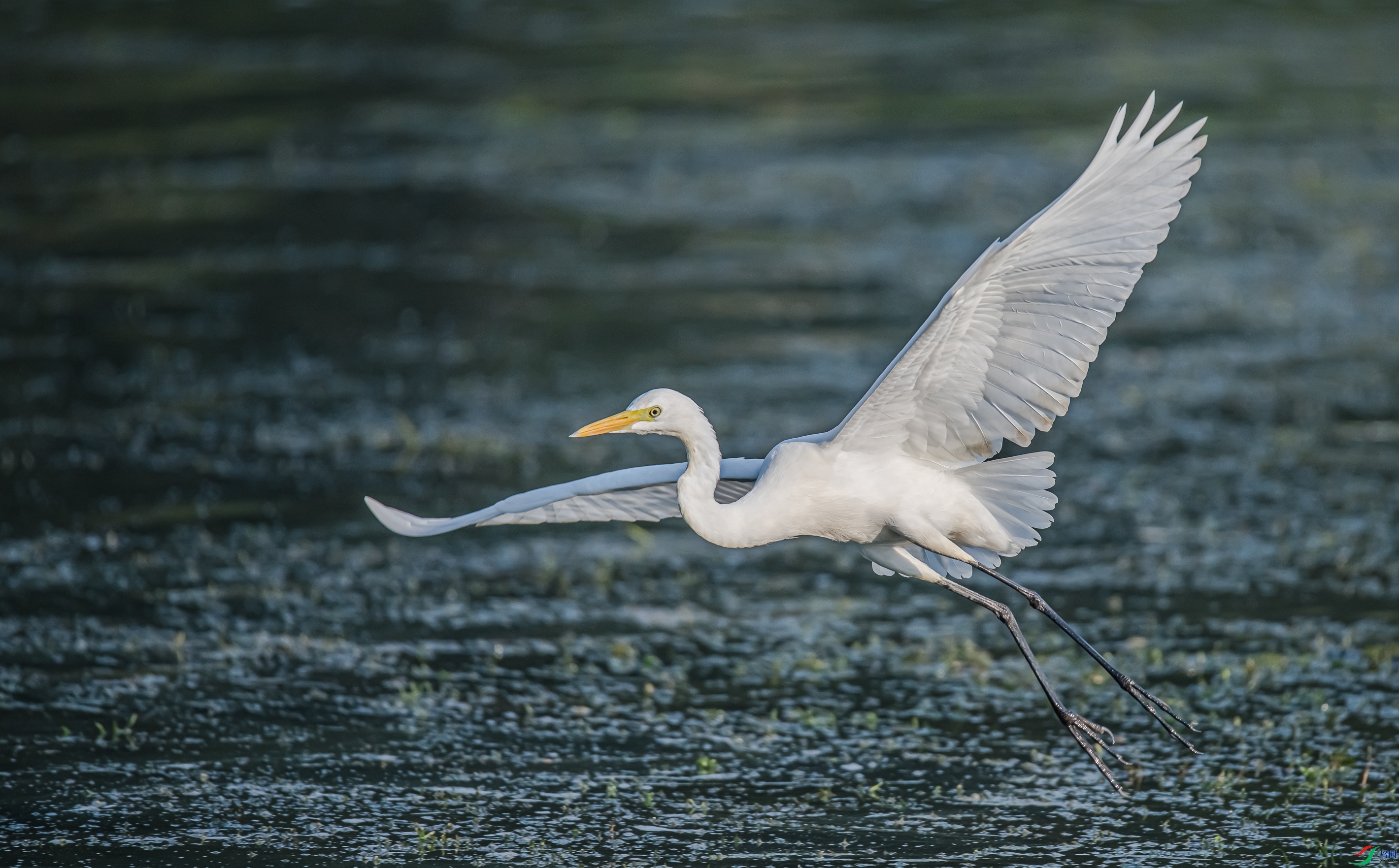 DSC_7686.jpg