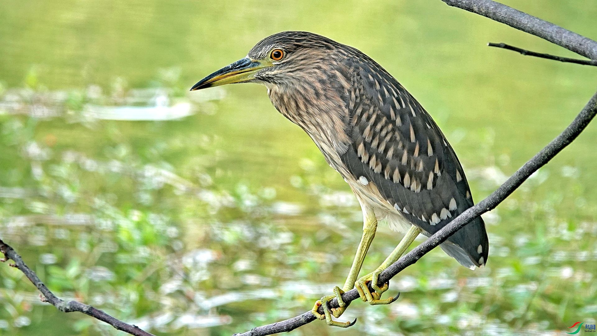 ҹ���ǳ���