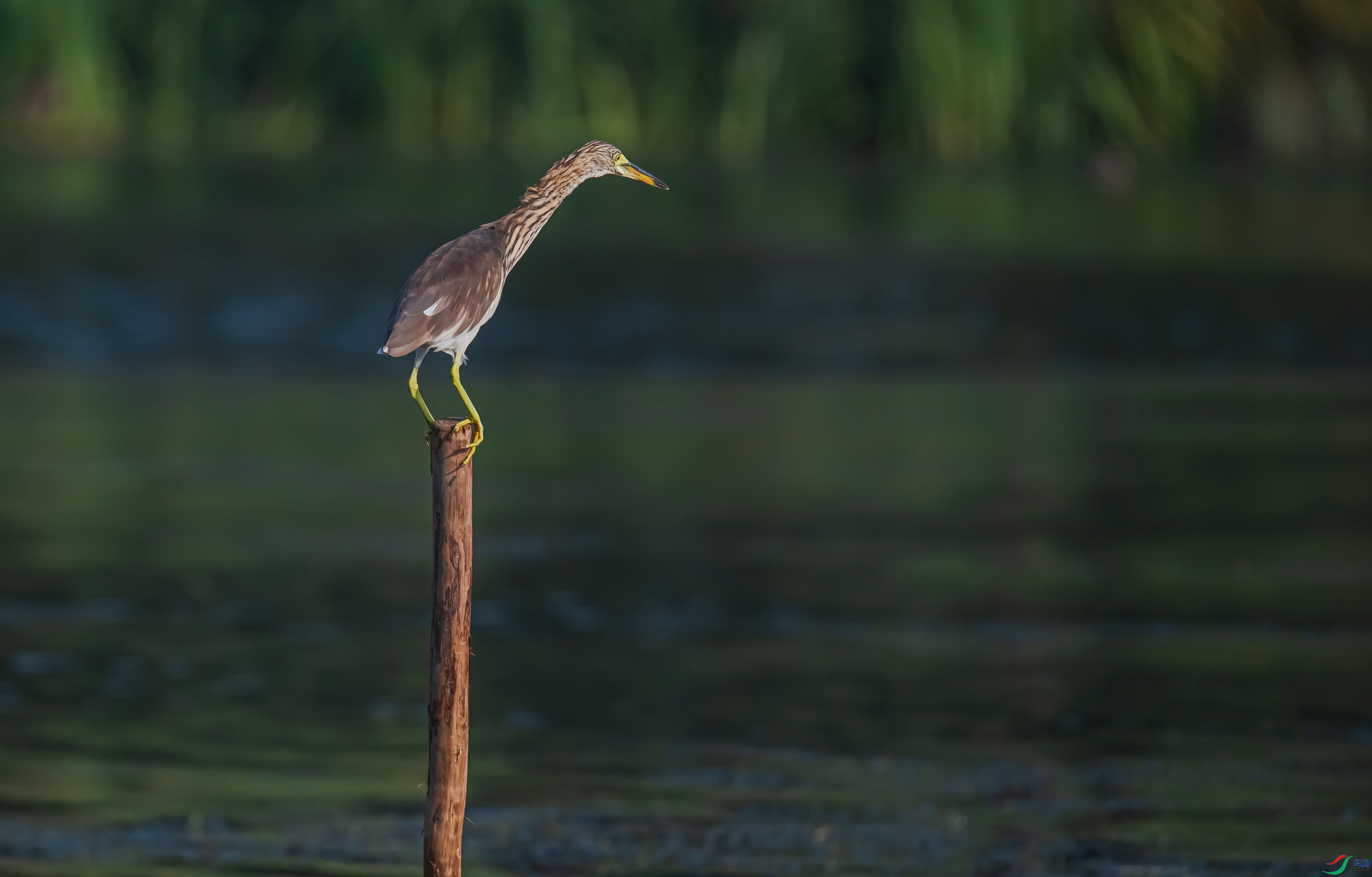 DSC_7753.jpg