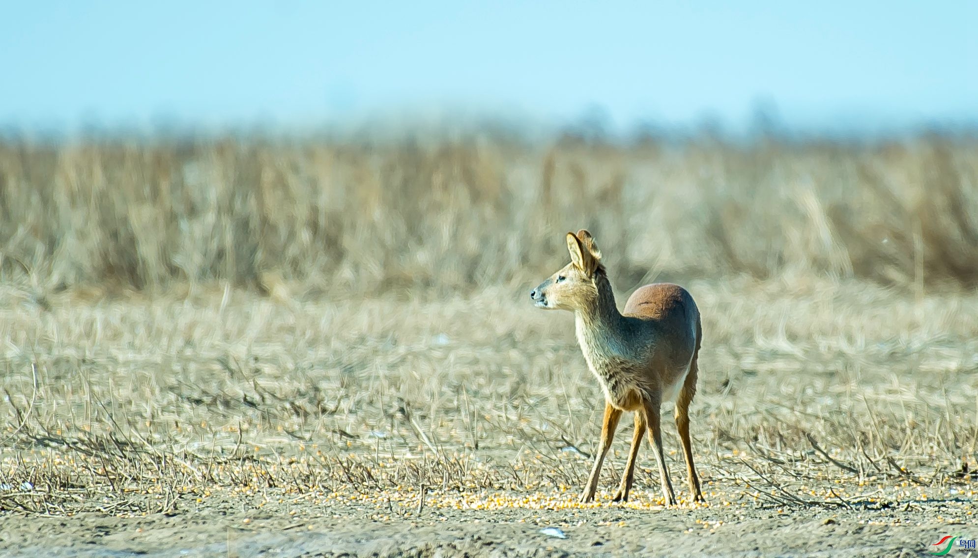 DSC_4532m.jpg